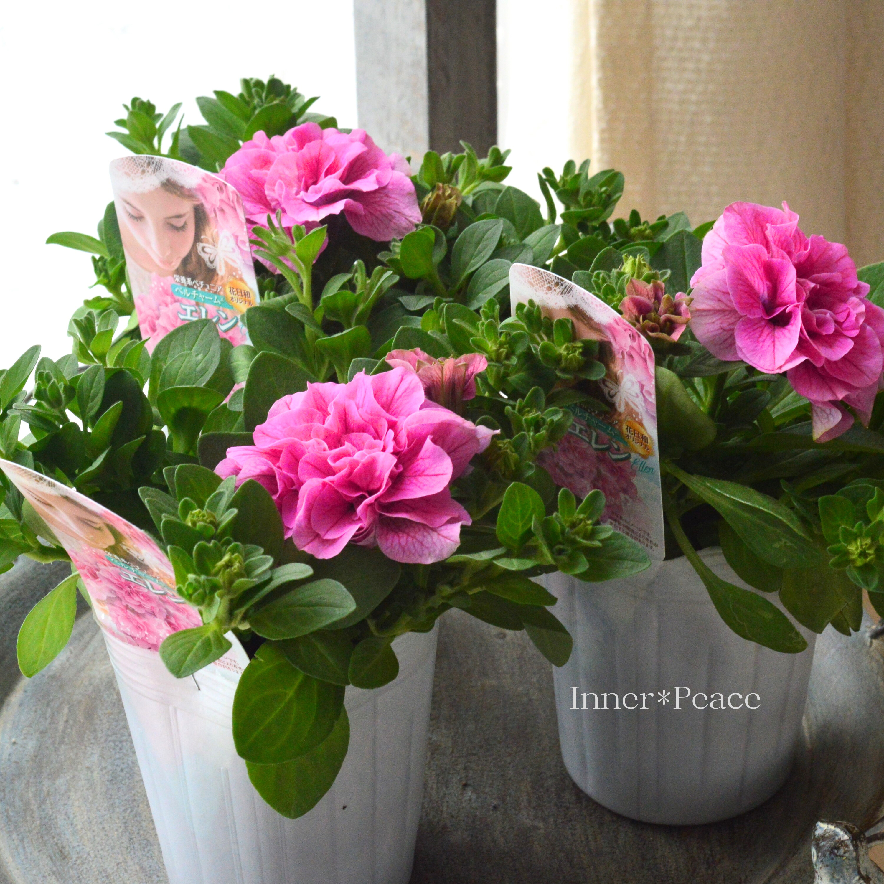 【花日和さんオリジナル】 栄養系ペチュニア 『ベルチャーム・エレン』 3寸ロング~3.5寸POT