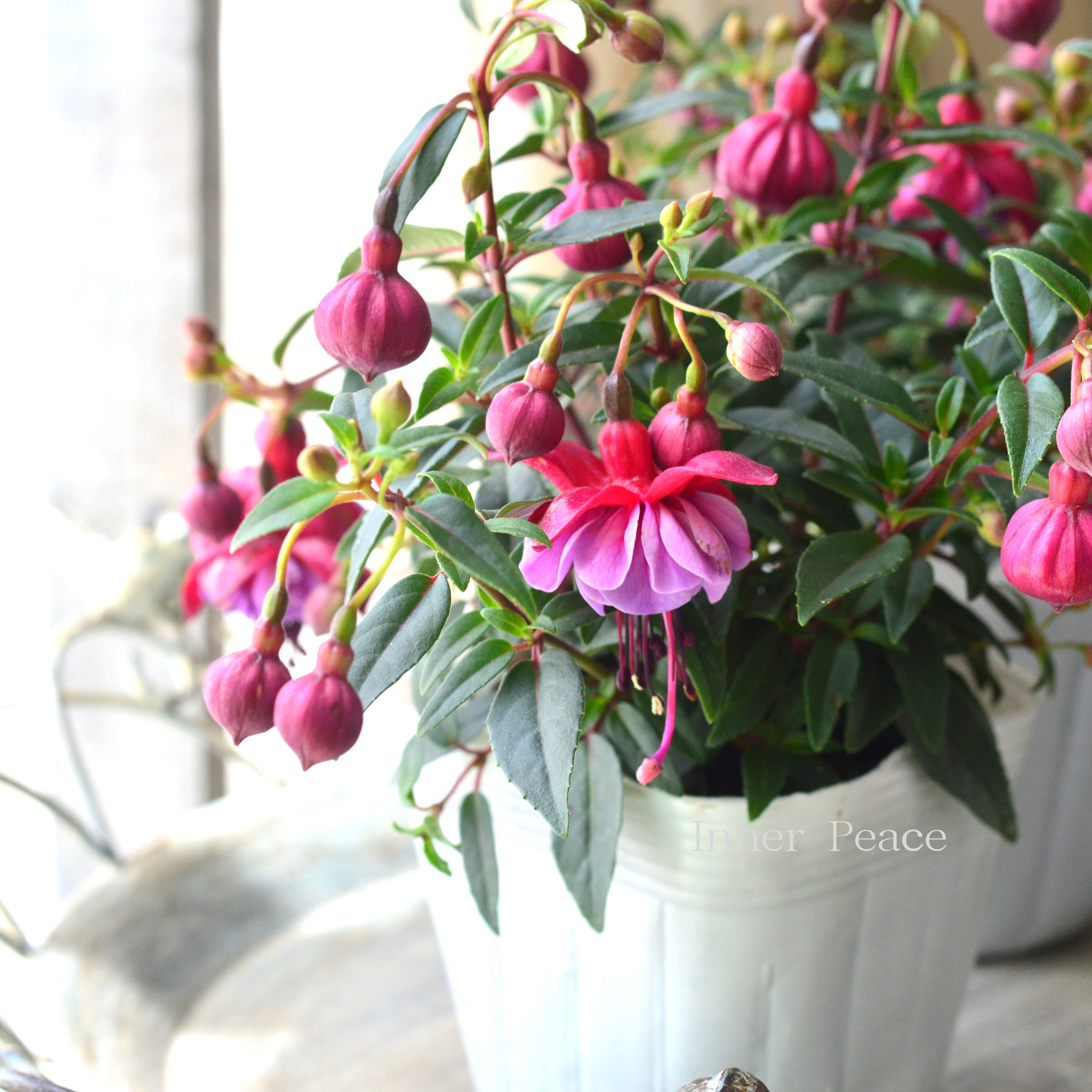 【大人かわいい】 フクシア 『ベラ』 3.5寸POT