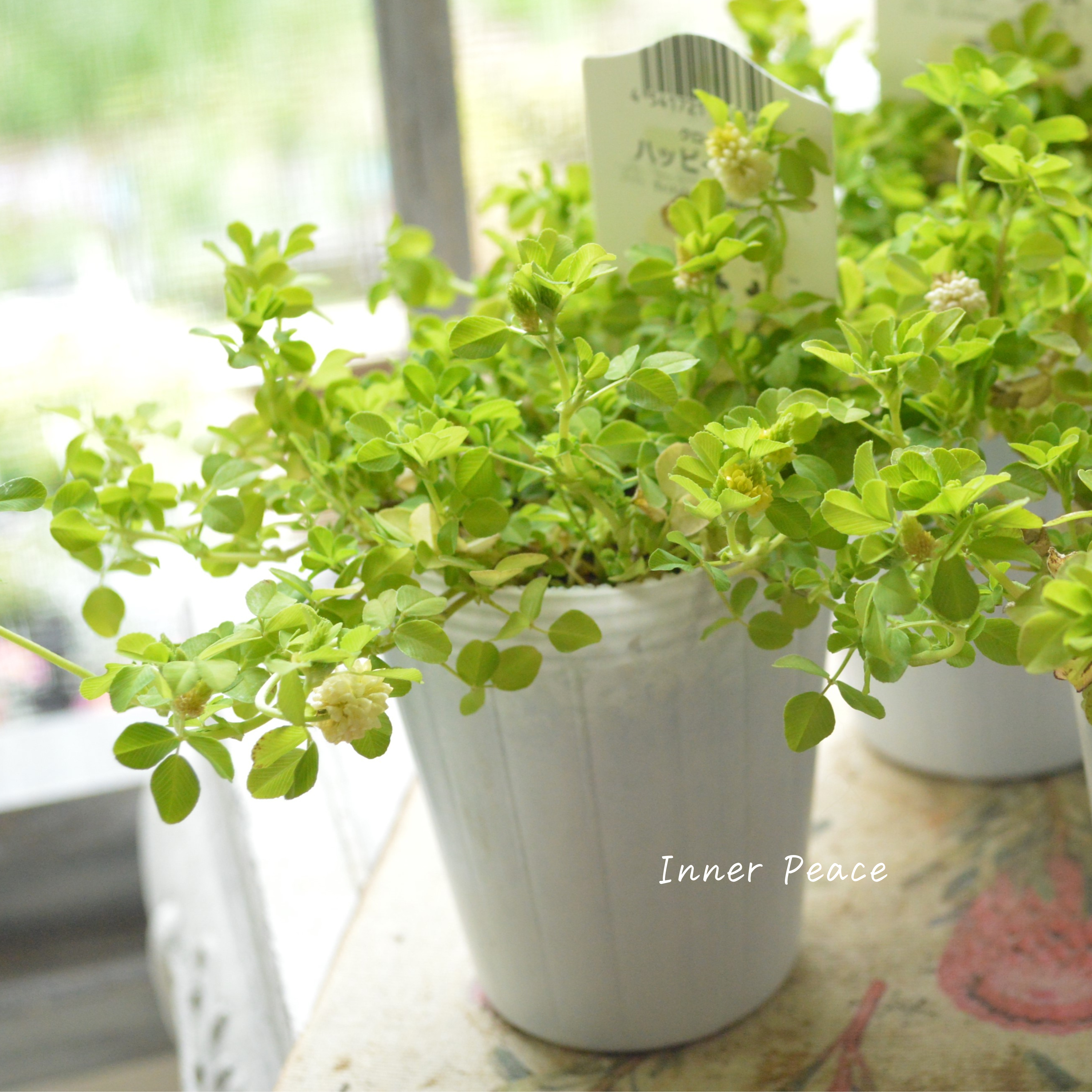 【爽やか】 クローバー 『ハッピーライム』 2.5寸ロングPOT