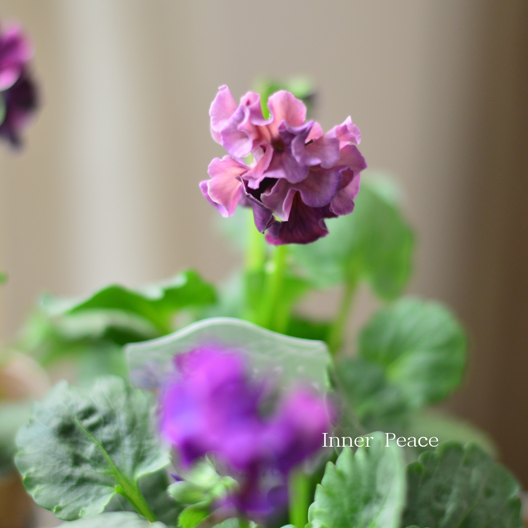 【素敵】 パンジー 『コライユ・ステムロング ワイン系』 3寸ロングPOT