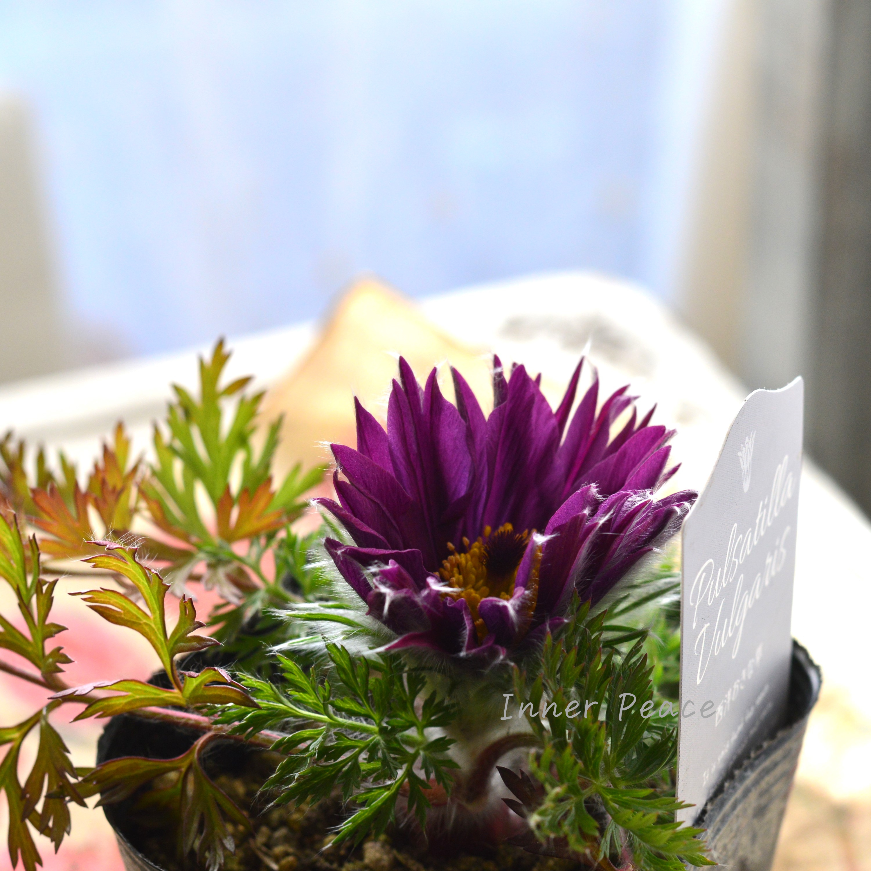 【美しい】 西洋オキナグサ 『プルサティラ ブルガリス・濃いパープル』 3.5寸POT