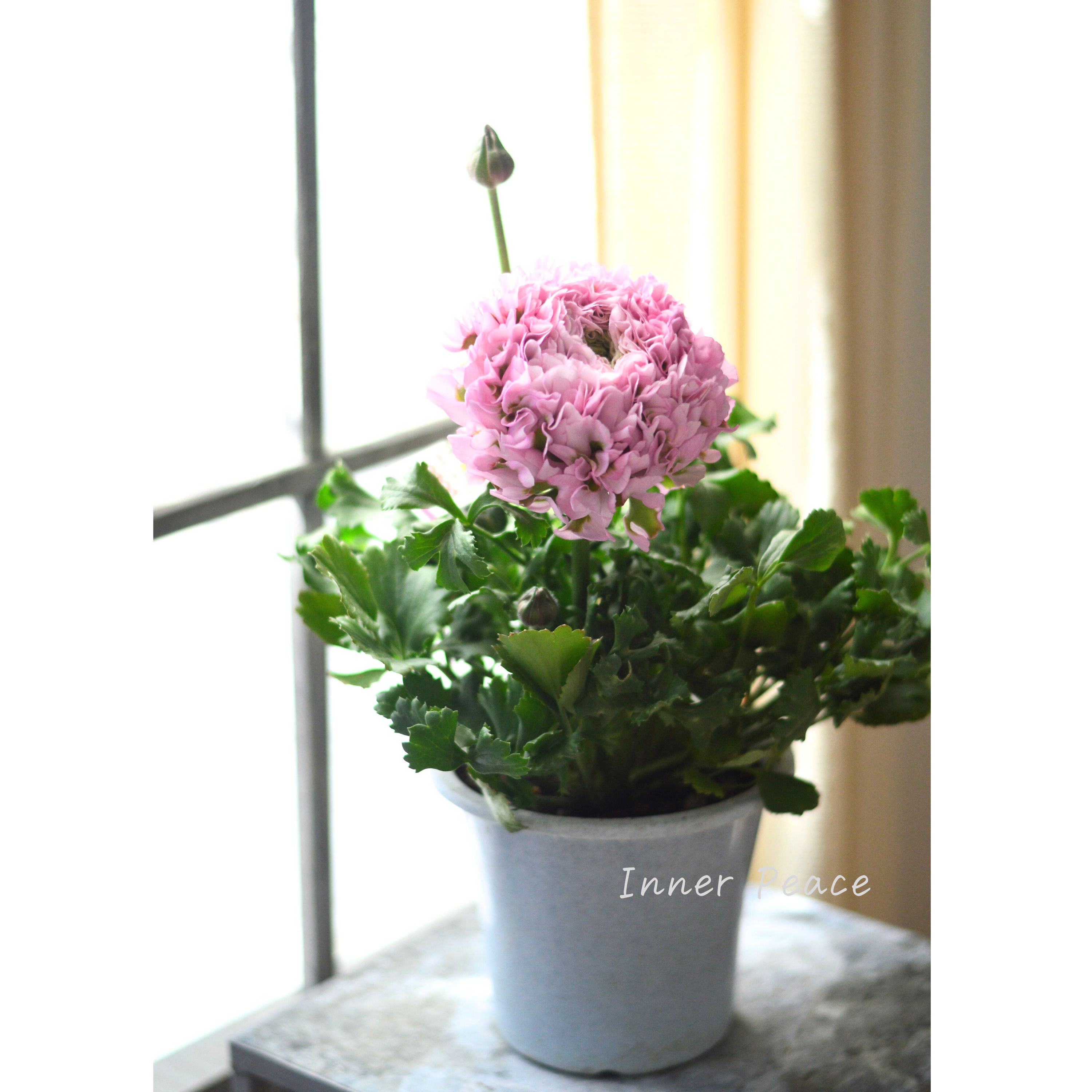 【希少】 ラナンキュラス・ポンポン 『ハーマイオニー』 5号鉢