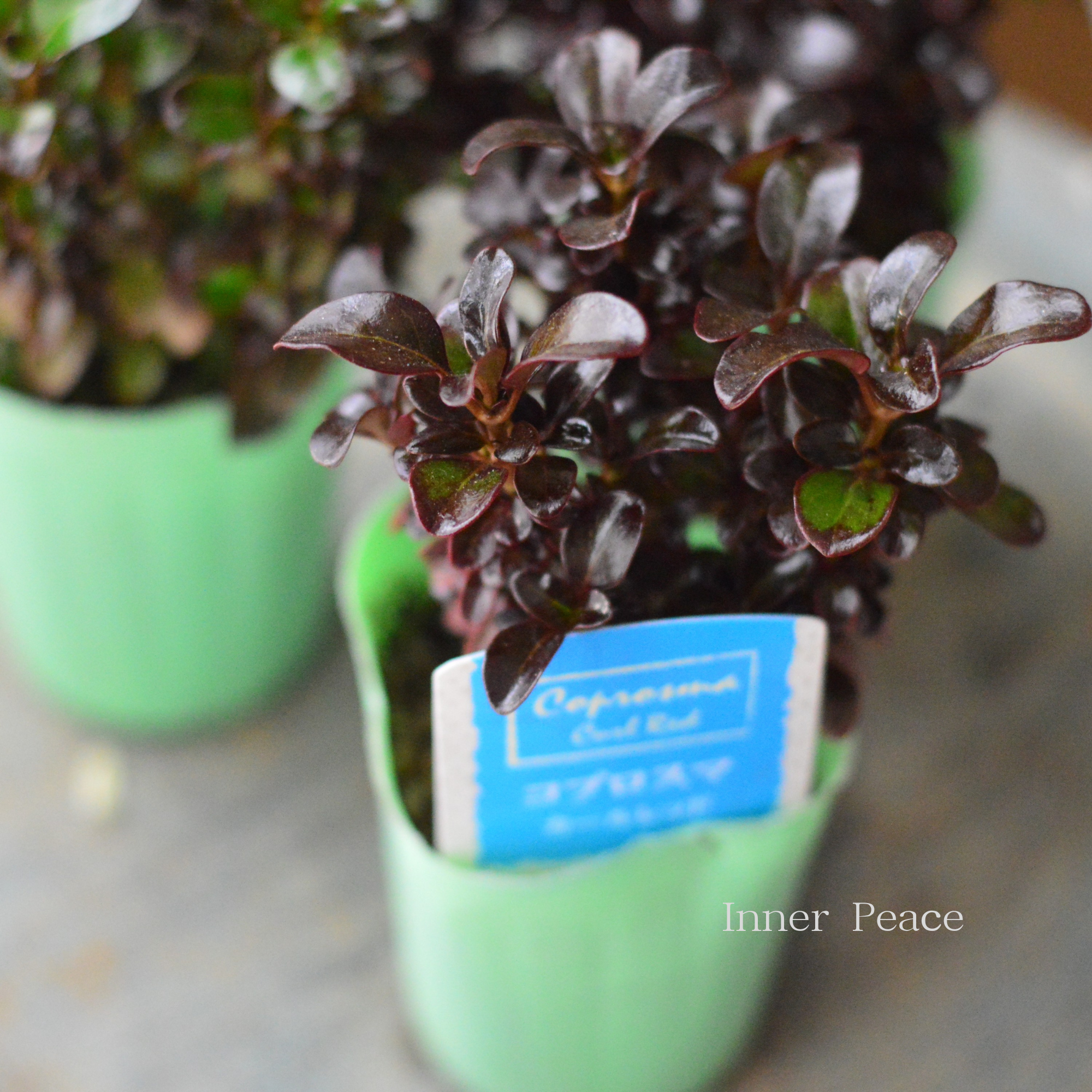 【寄せ植えに】 コプロスマ 『カールレッド』 2.5寸POT