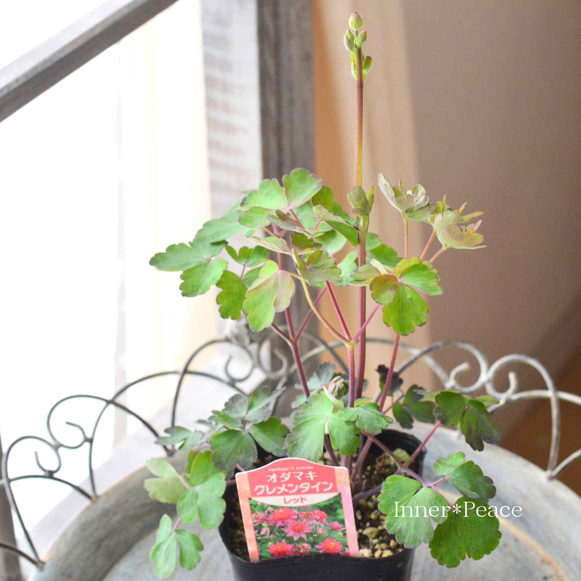 【八重咲き】 オダマキ・クレメンタイン 『レッド』 3.5寸POT