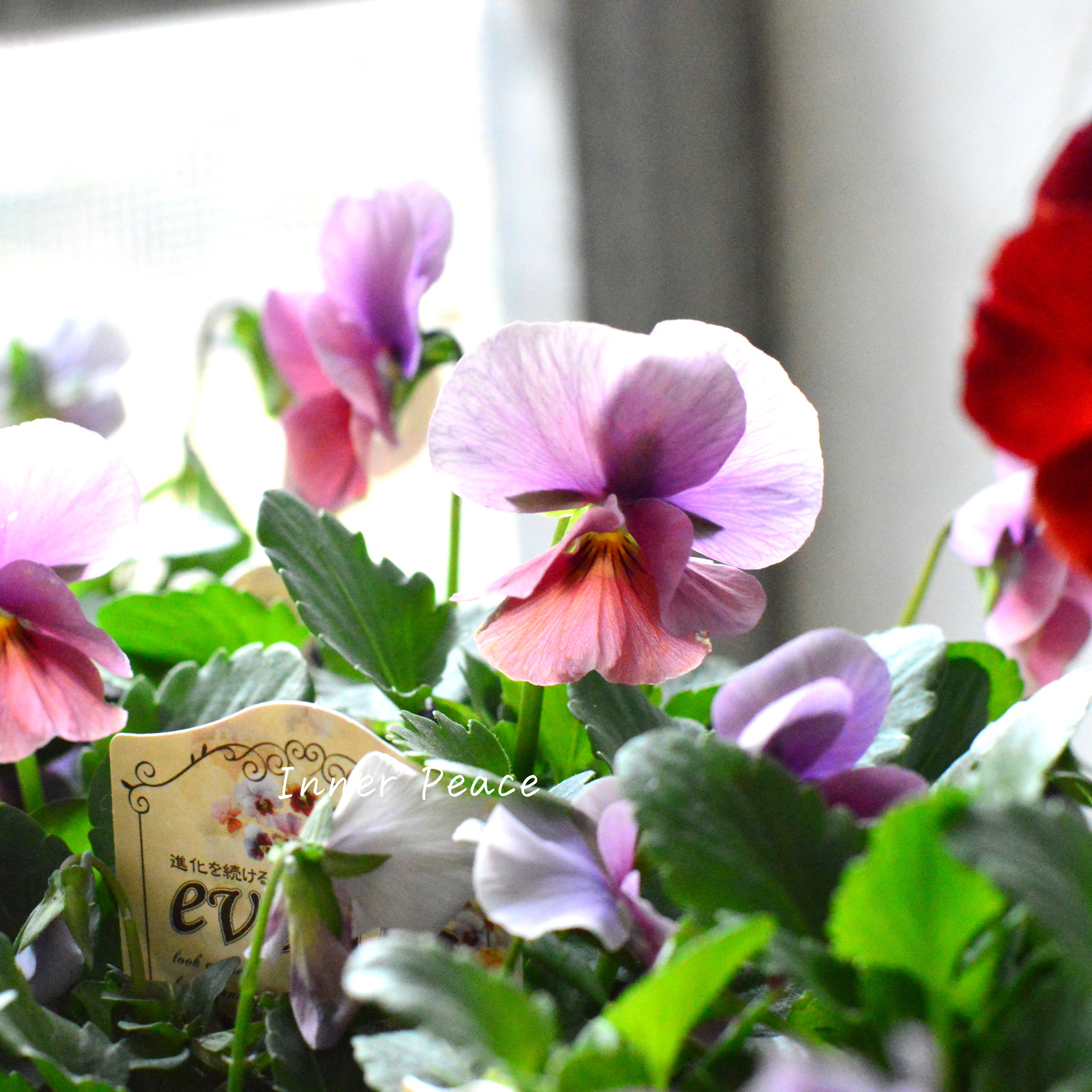 【美しい】 ビオラ 『evolve ~エボルベ~』 3.5寸POT