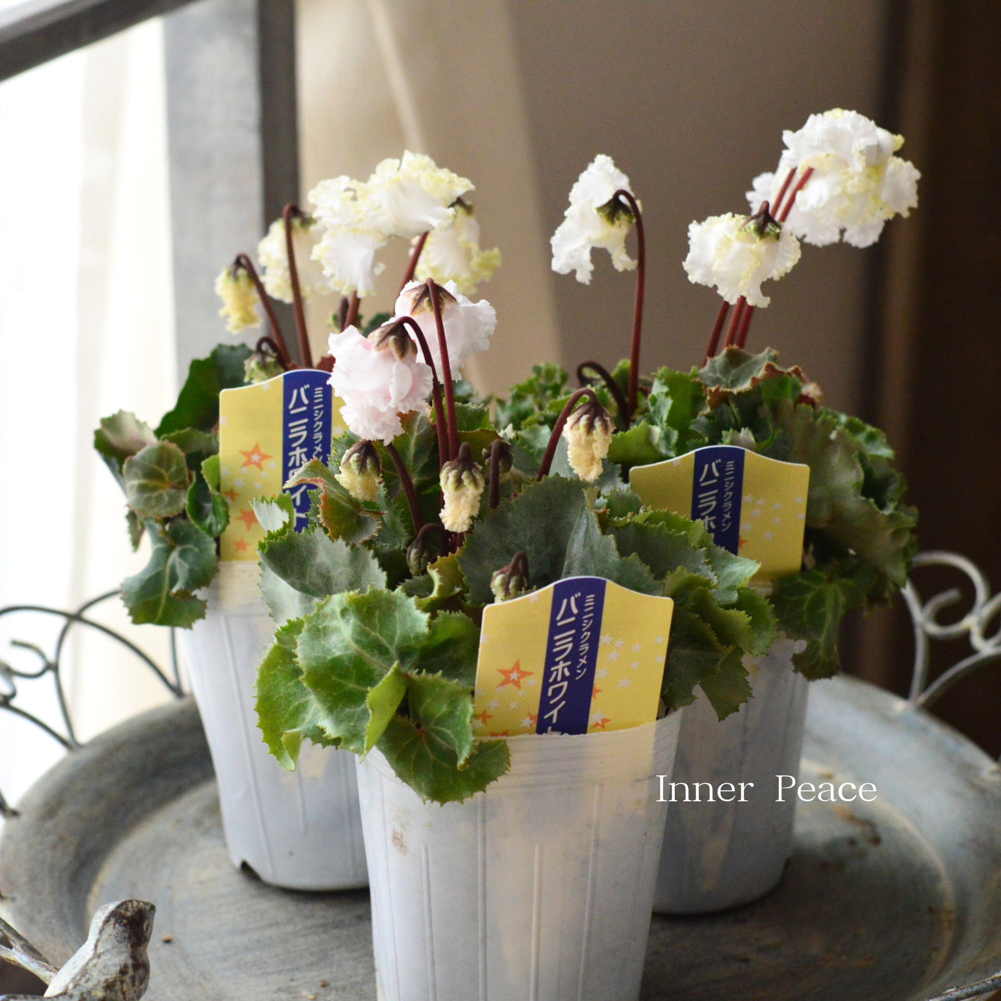 【かわいい】 ミニシクラメン 『バニラホワイト』 3寸~3.5寸POT