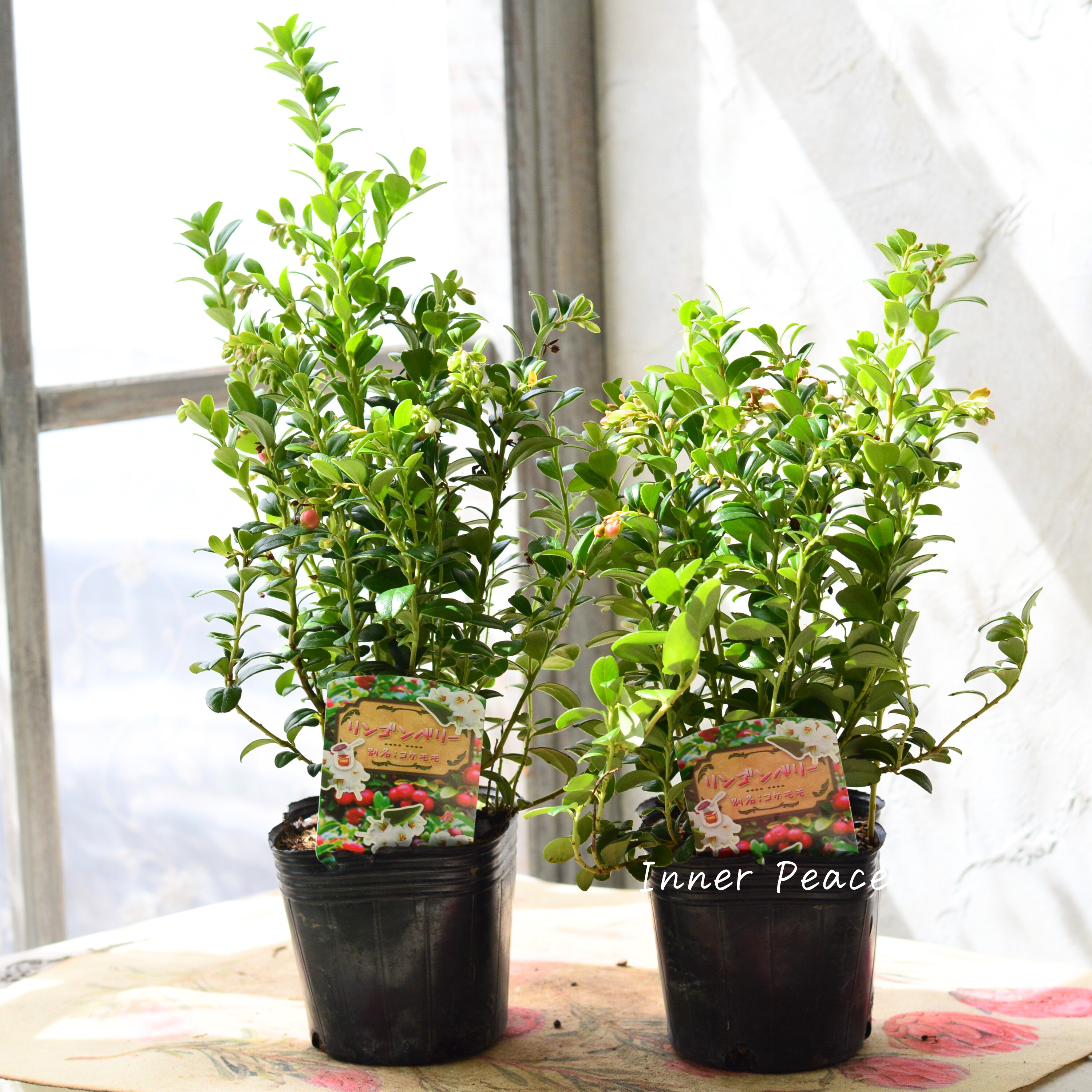 【寒さに強い】 リンゴンベリー 3~3.5寸POT