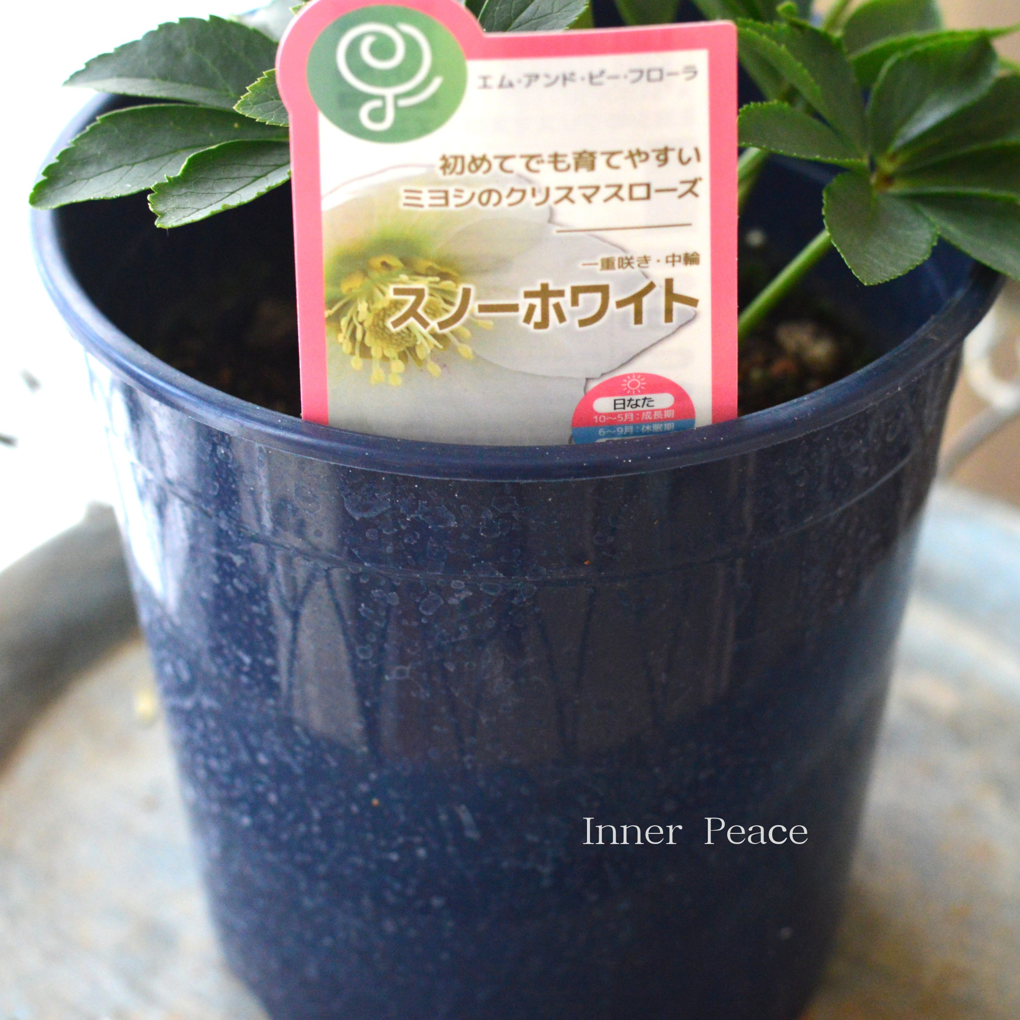 【ミヨシ】 クリスマスローズ 『スノーホワイト』 6号鉢