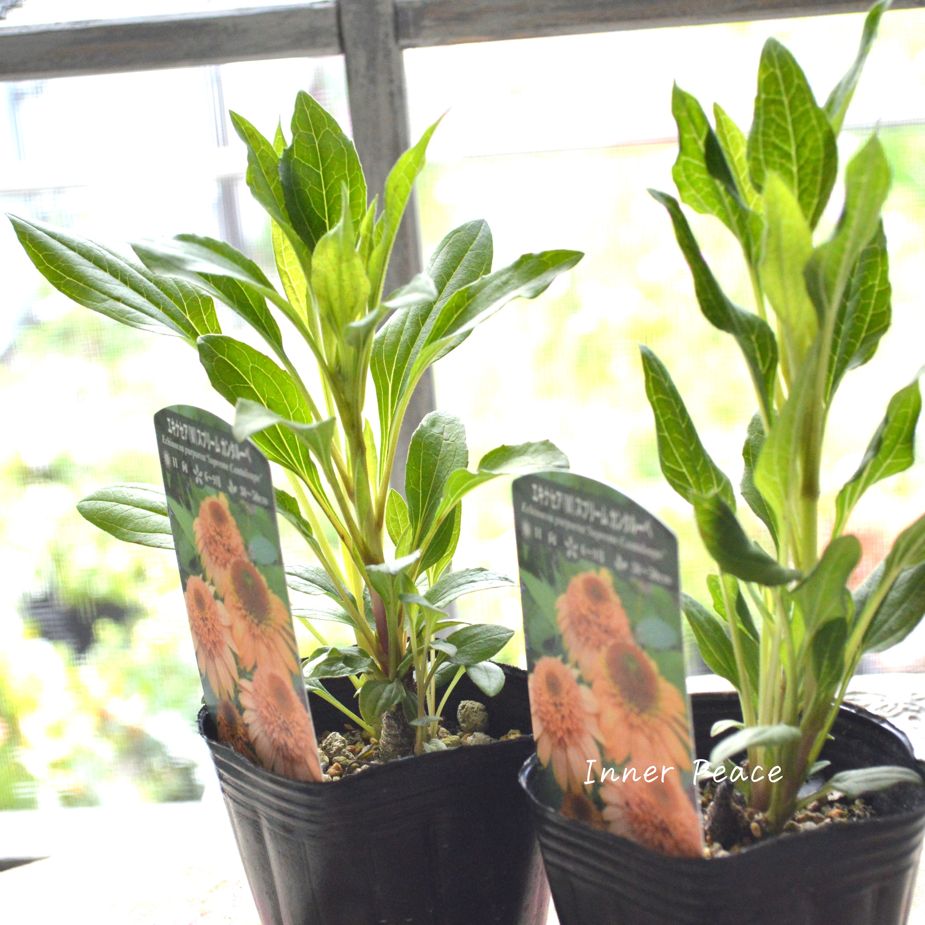 【暑さ寒さに強い】 エキナセア 『スプリーム カンタルーペ』植え込み用 3寸POT