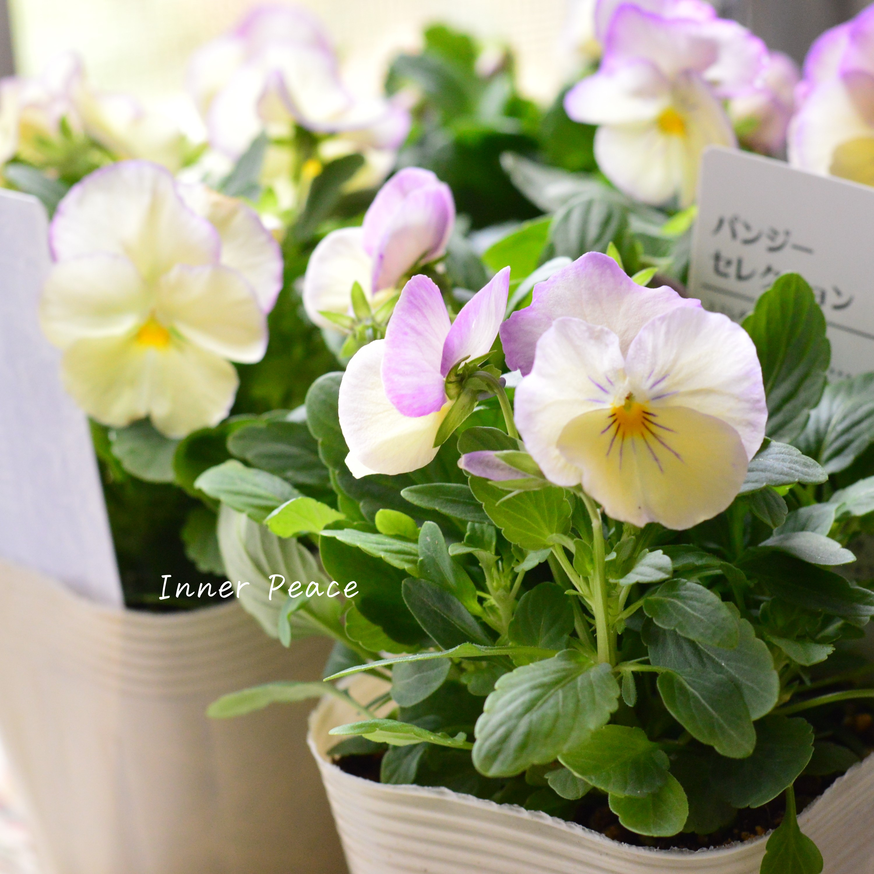 【かわいい】 パンジー 『わらく・クリームパープルピコティ』 3.5寸POT