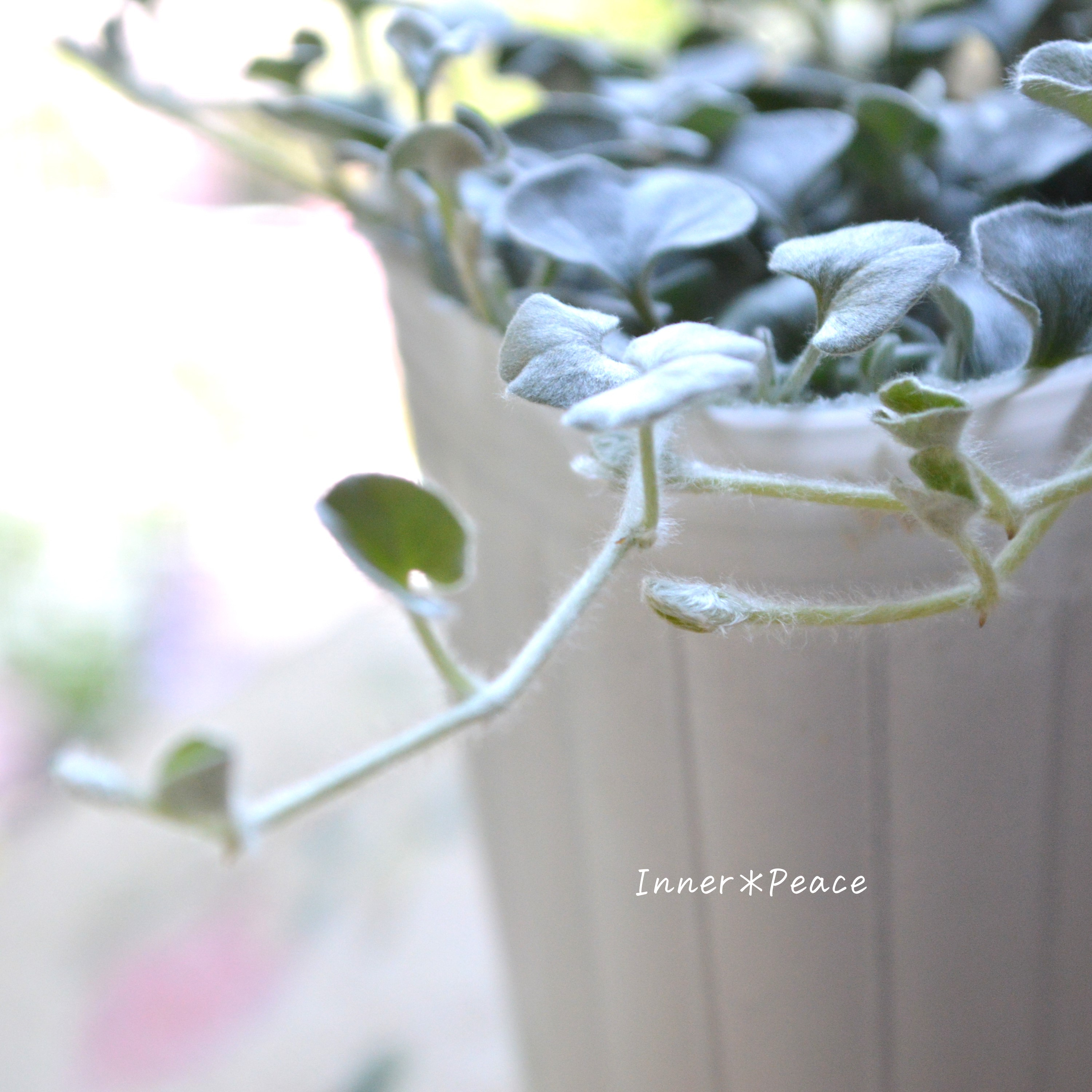 【オシャレ】 ディコンドラ 『シルバーフォール』 2.5寸ロングPOT