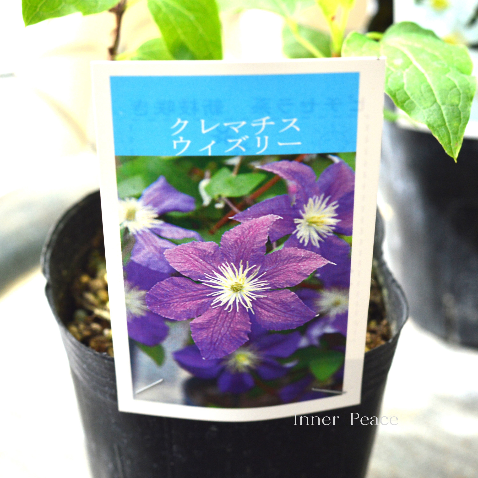 【及川フラグリーンさん】 クレマチス5点セット(流星入り) 3寸POT