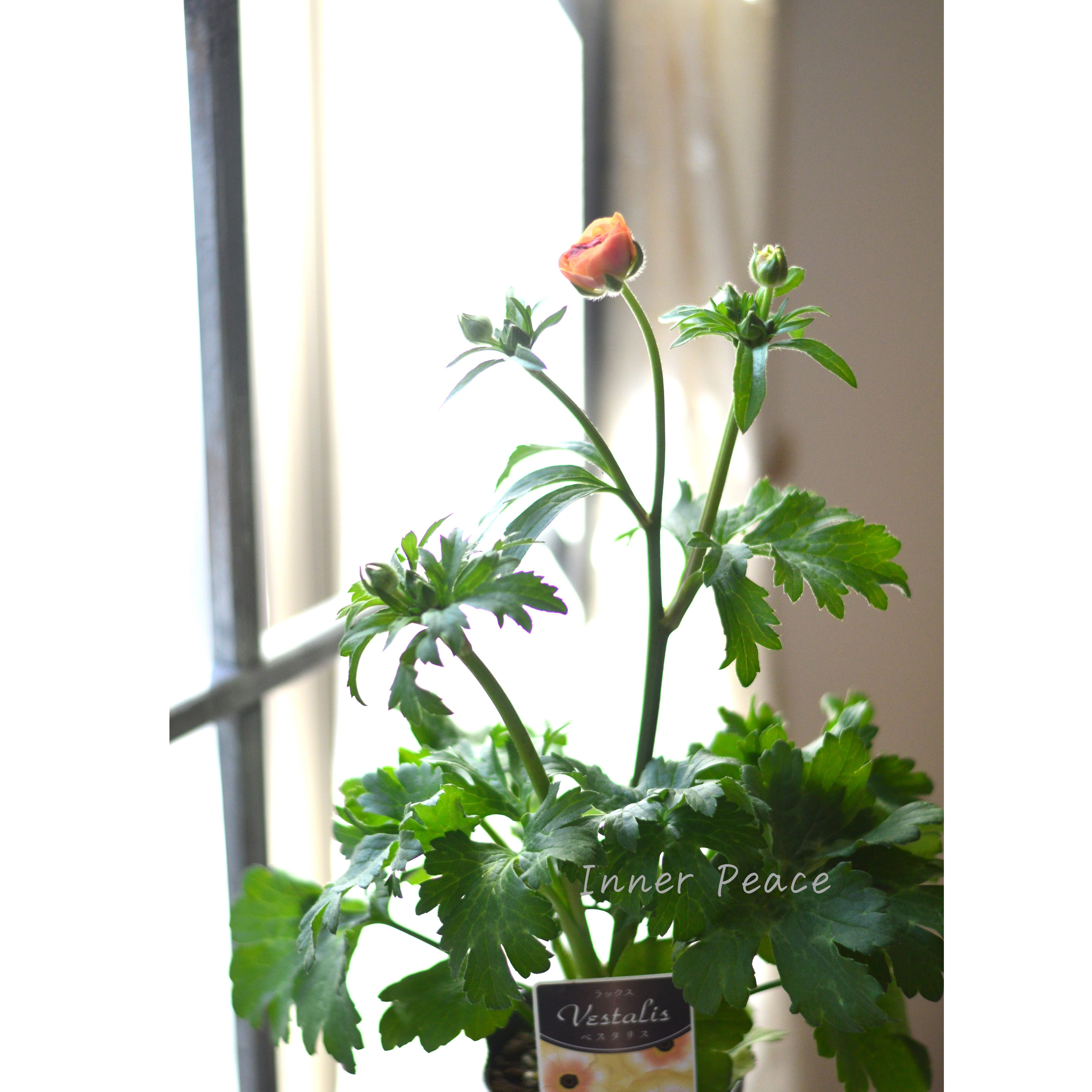 【美しい】 ラナンキュラス・ラックス 『ベスタリス』 3.5寸POT