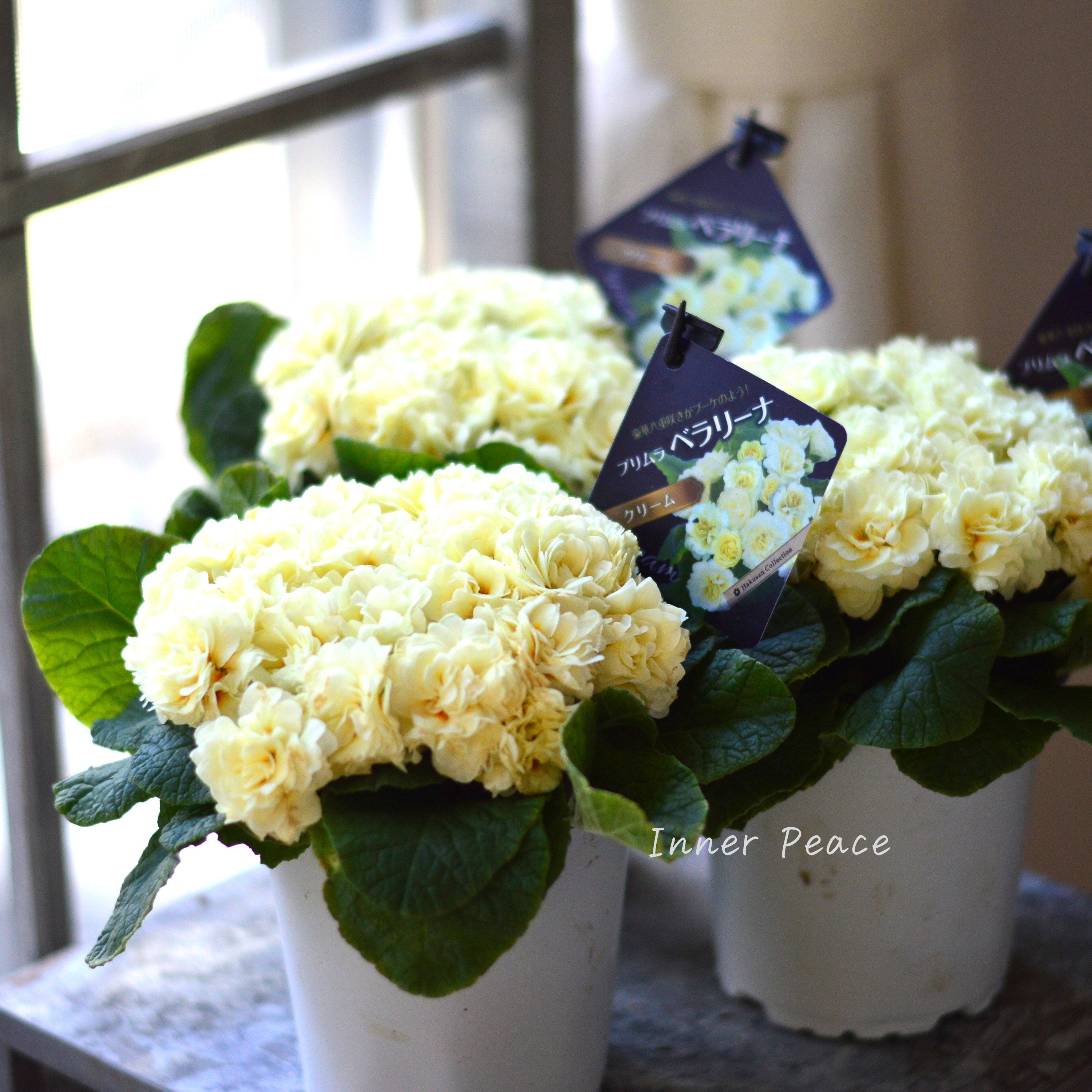 【八重咲き】 プリムラ 『ベラリーナ・クリーム』 4寸POT