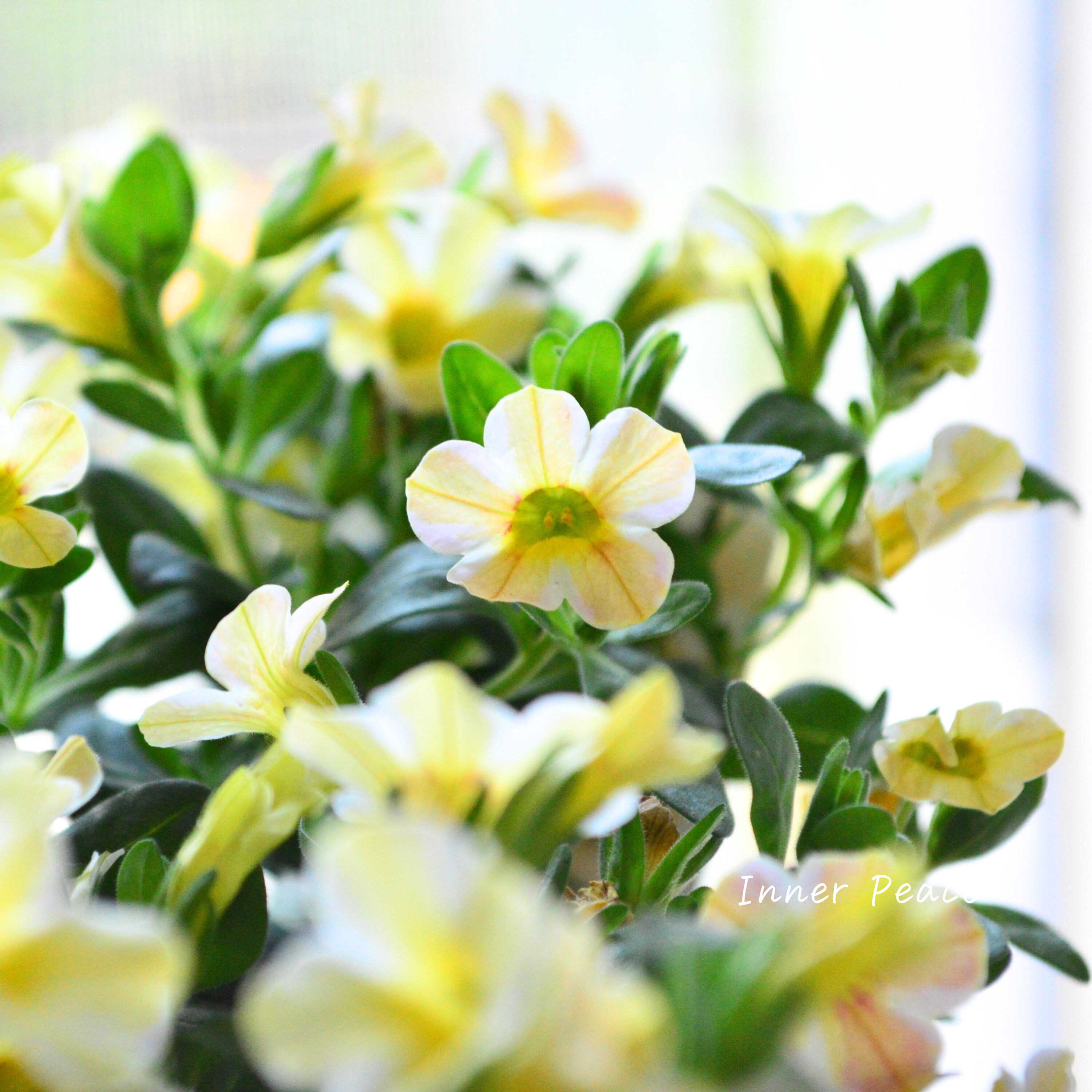 【暑さに強い】 カリブラコア 『キャラメル』 3寸ロングPOT