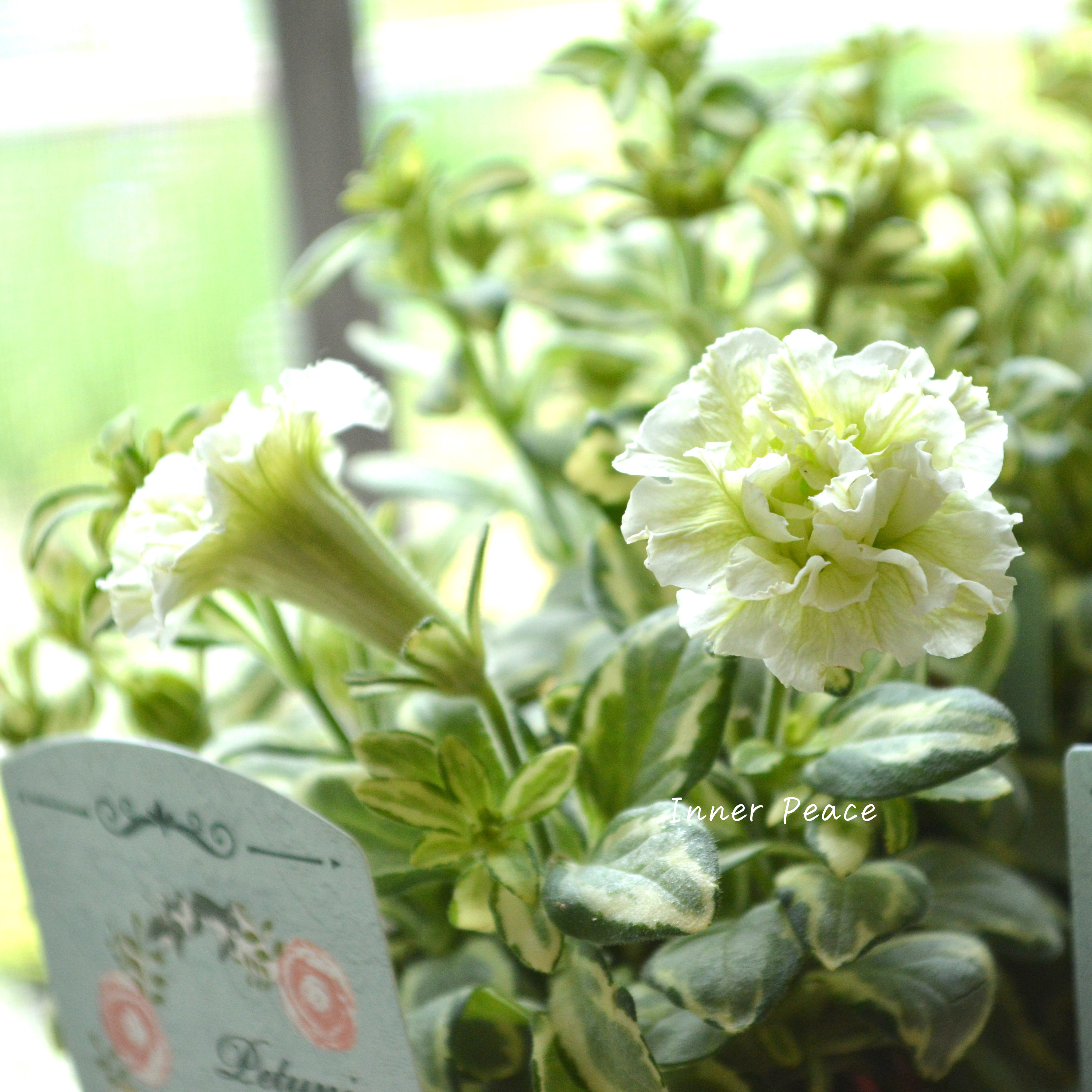 【希少】 斑入りペチュニア 『ホーリーノット』 3.5寸POT