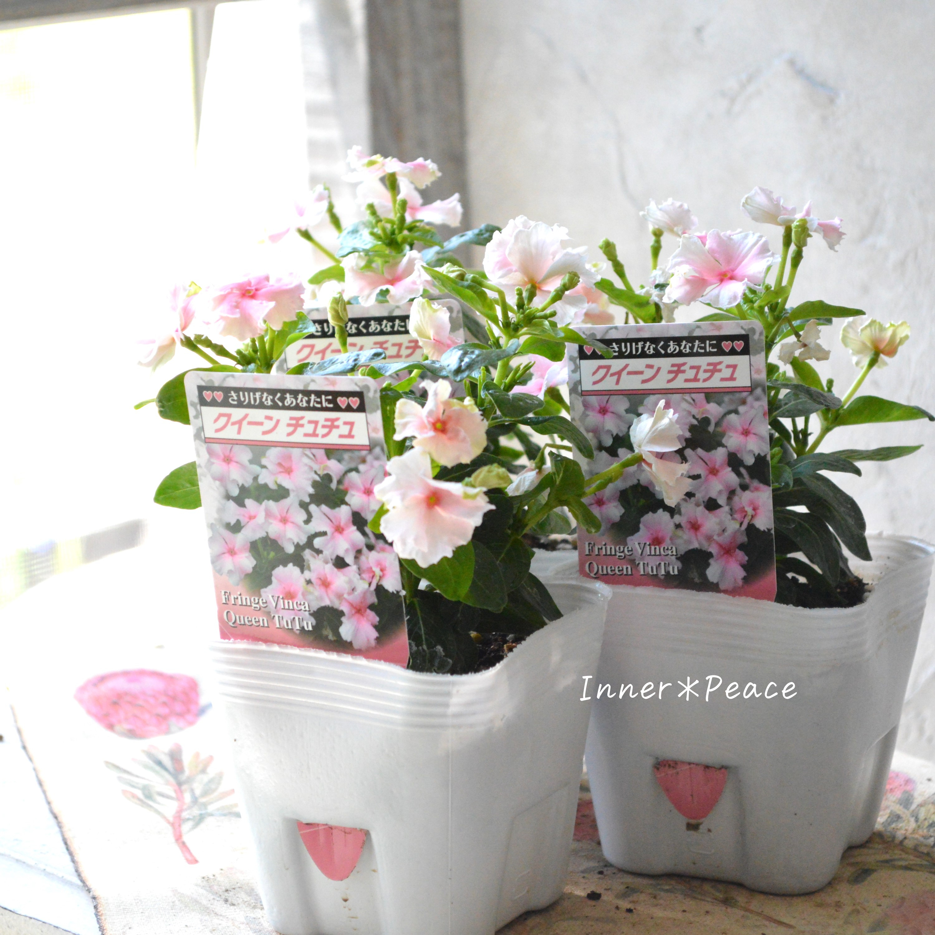 【北島園芸さん】 ニチニチソウ 『クイーンチュチュ』 3.5寸POT