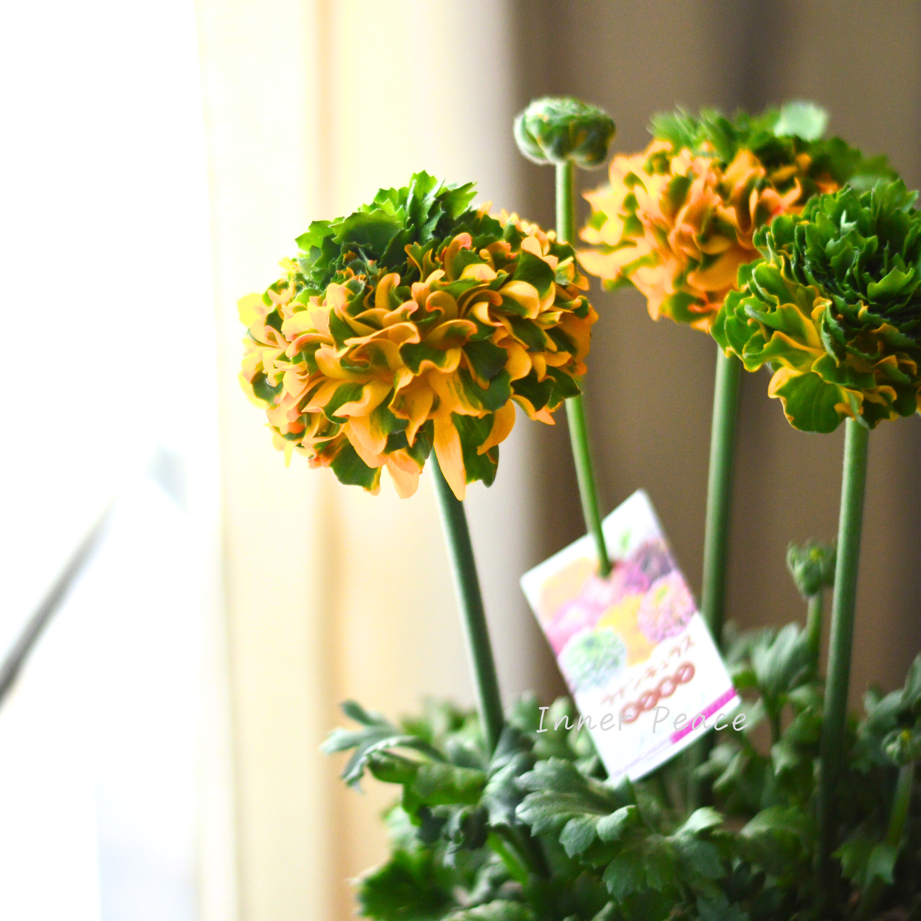 【希少】 ラナンキュラス・ポンポン 『メルリーノ』 5号鉢