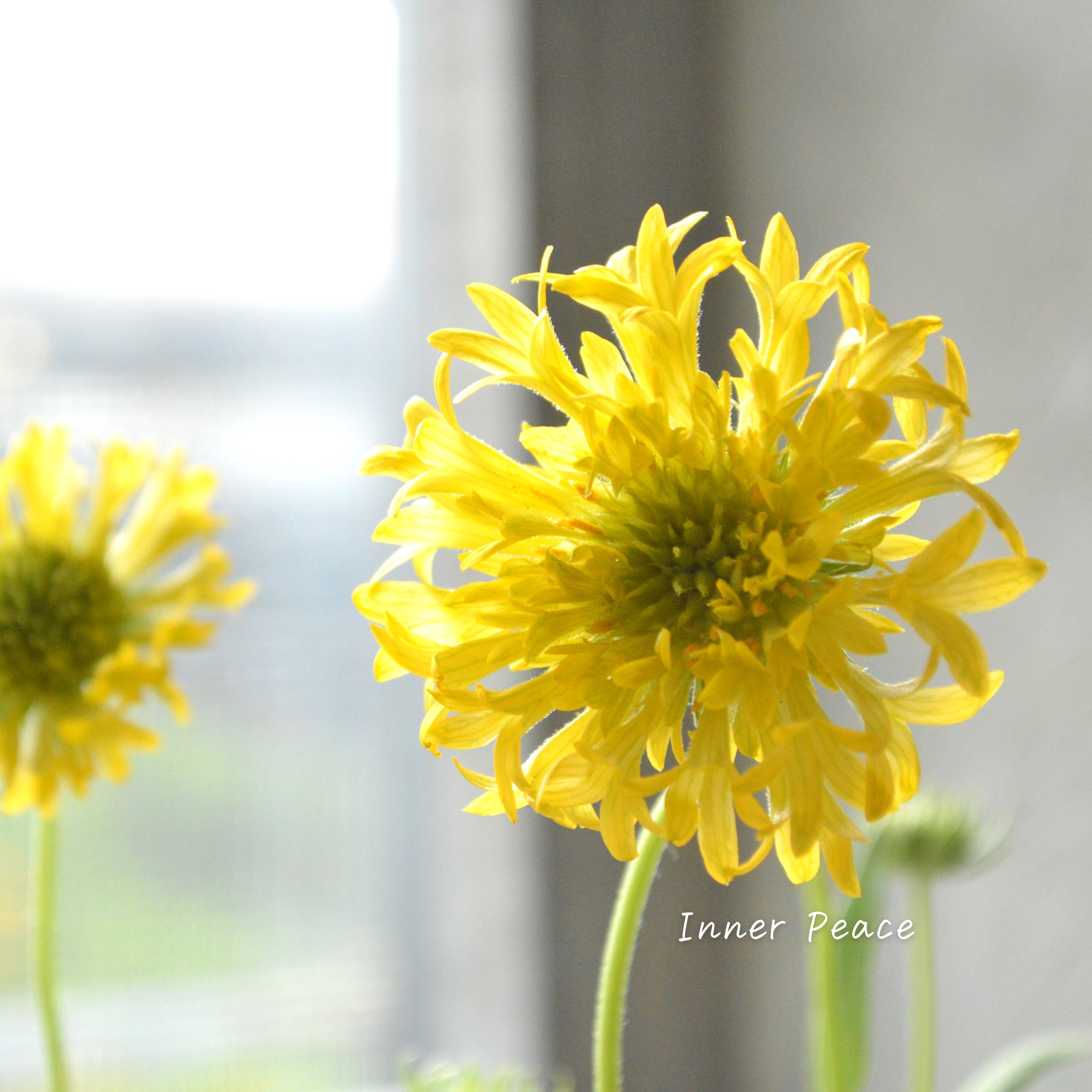 【人気】 ガイラルディア 『フルーティ・ゴールドパイン』 3寸ロングPOT