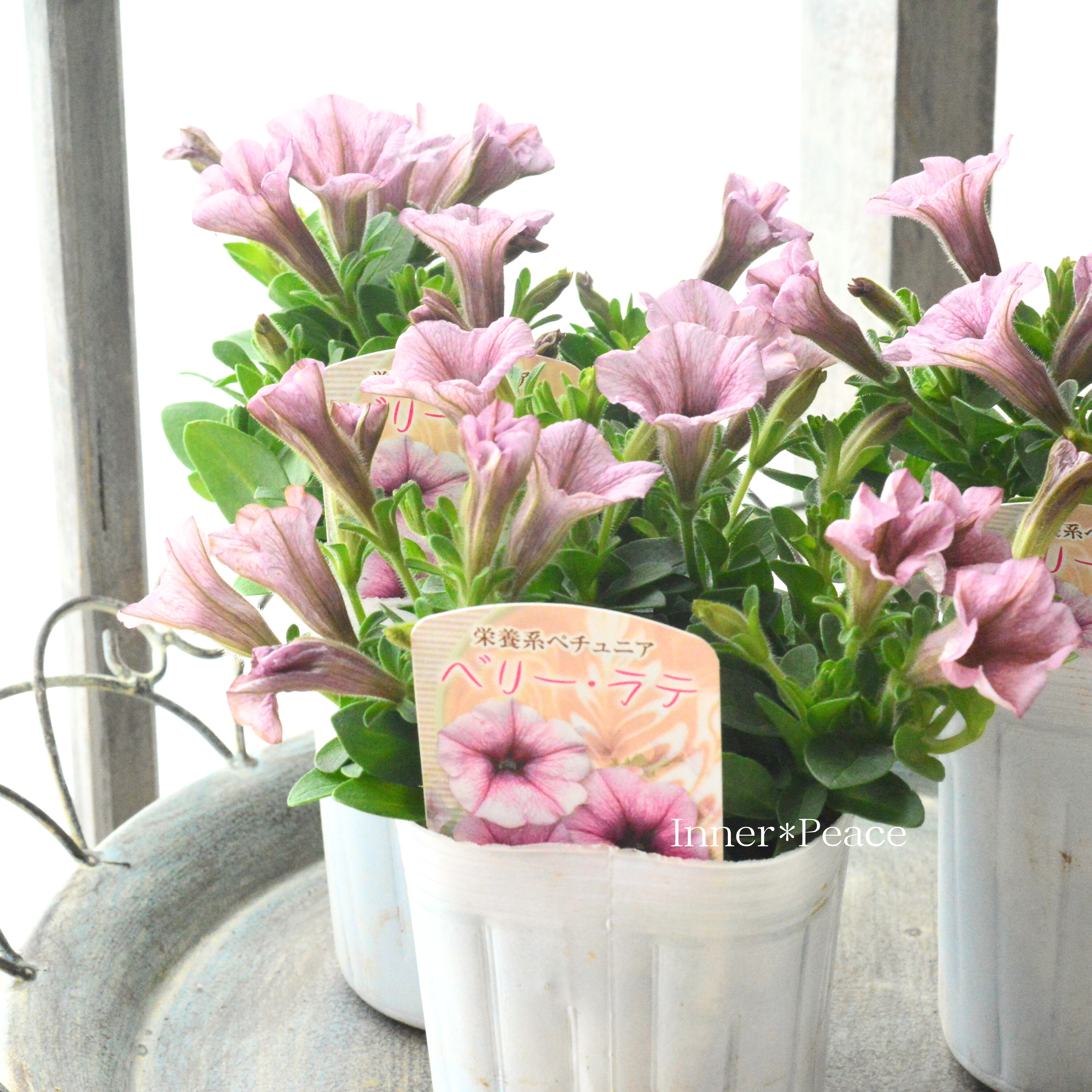 【花日和さんオリジナル】 ペチュニア 『ベリーラテ』 3寸ロングPOT