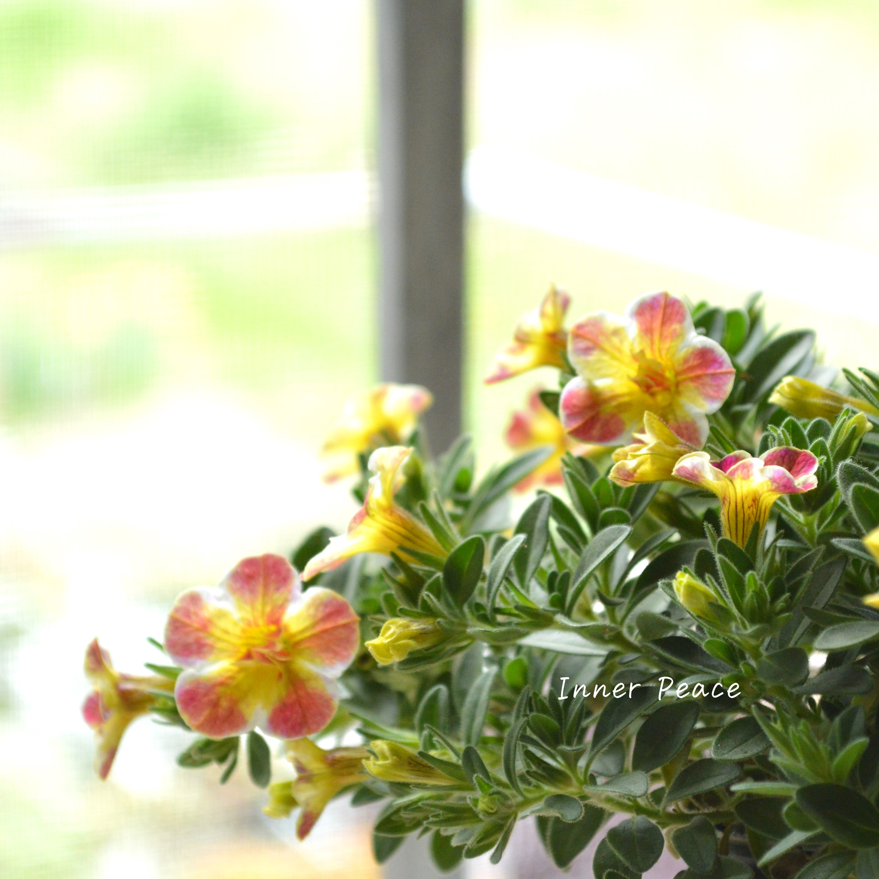 【ゲブラさん】 Sale! カリブラコア 『Emily ~エミリ~』 3.5寸POT