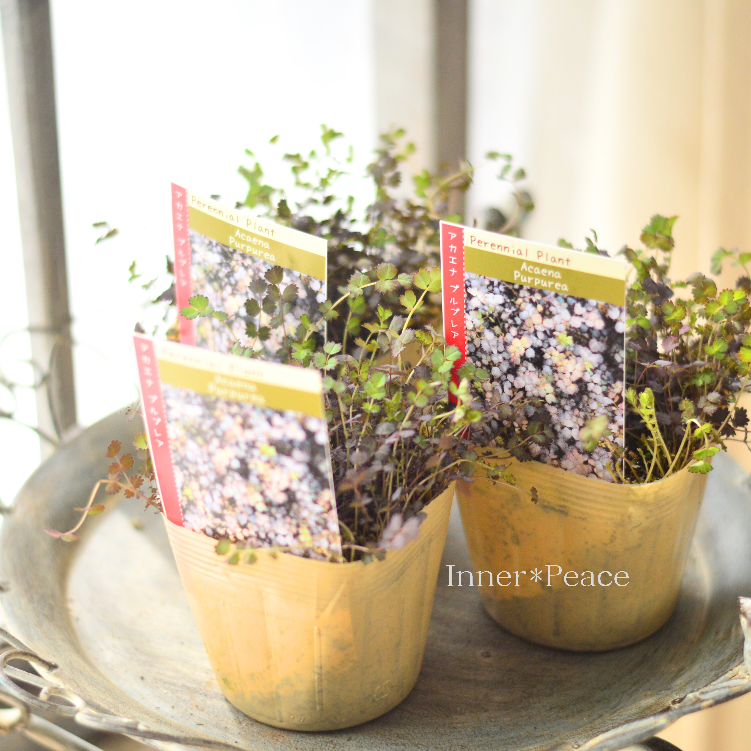 【常緑】 アカエナ 『プルプレア』 3.5寸POT