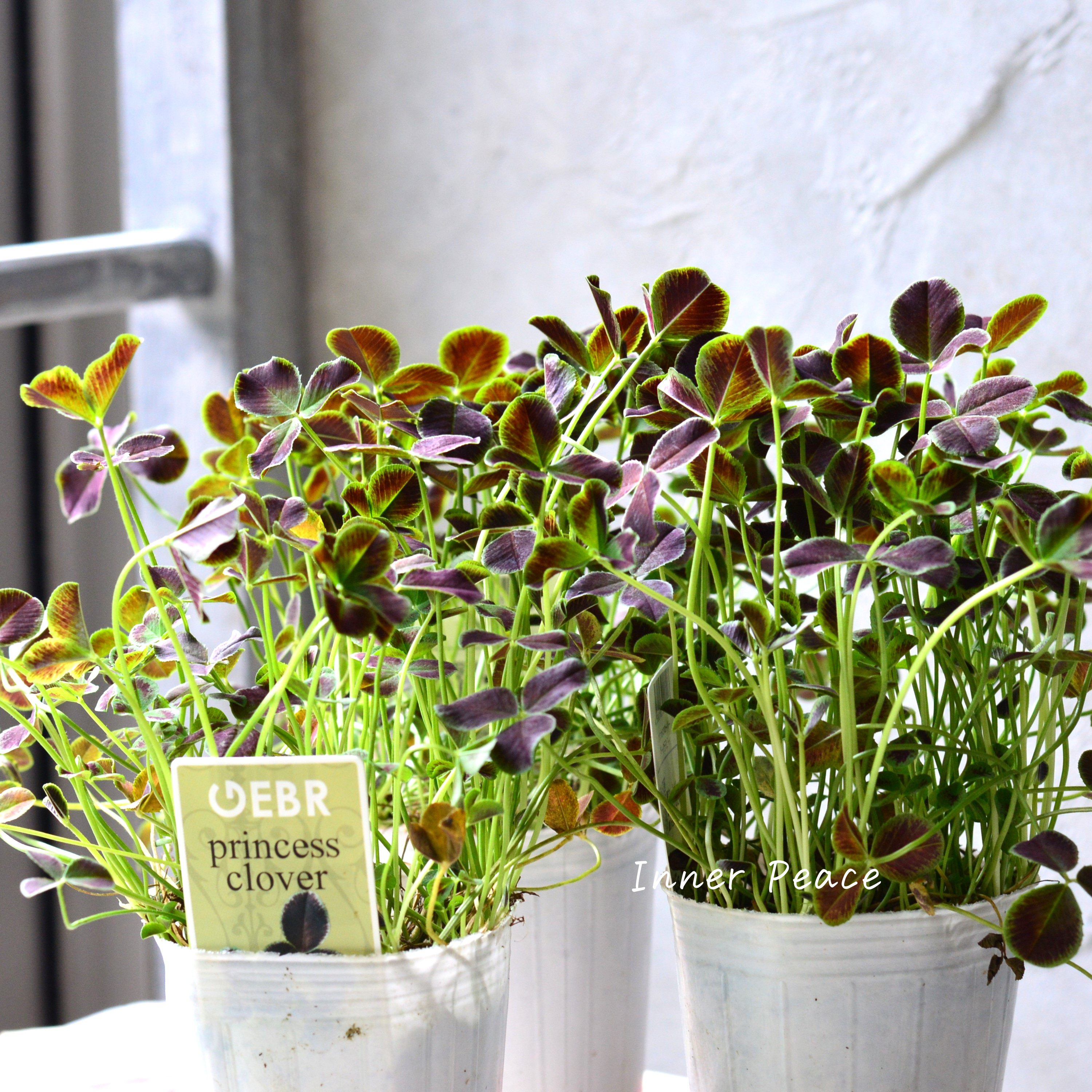 【ゲブラさん】 プリンセスクローバー 『ダークデビー』 2.5寸ロングPOT