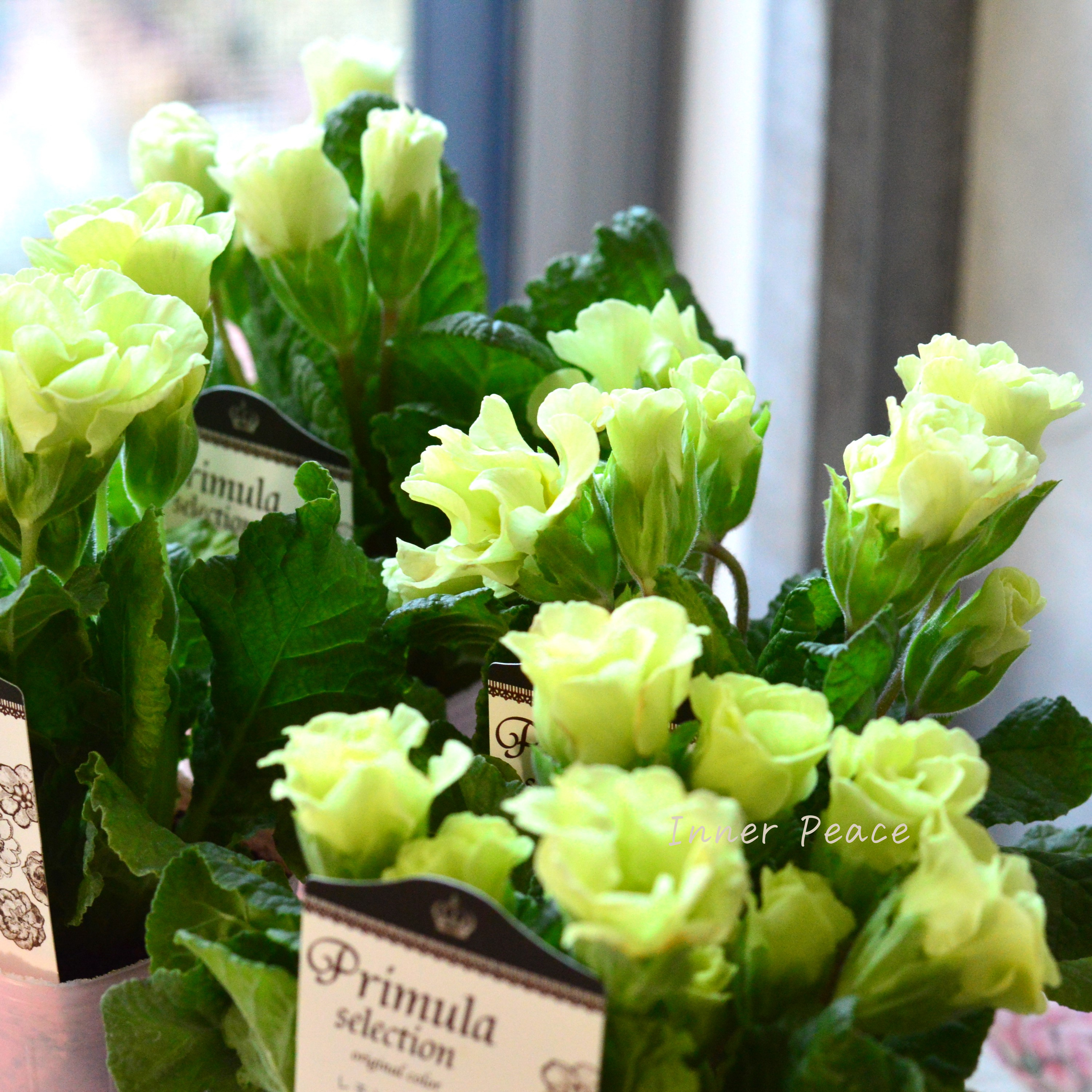 【k-plantsさん】 バラ咲き プリムラ 『レモンライム』 2.5寸ロングPOT