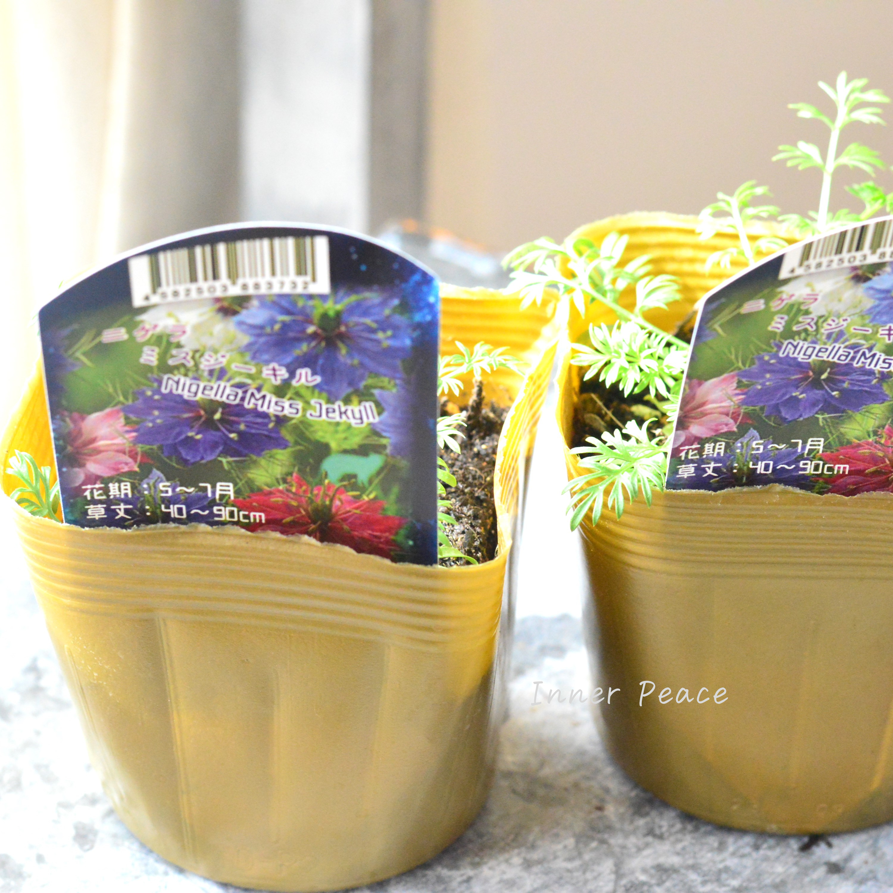 【オシャレ】 ニゲラ 『ミスジーキル』 植え込み用 3寸POT