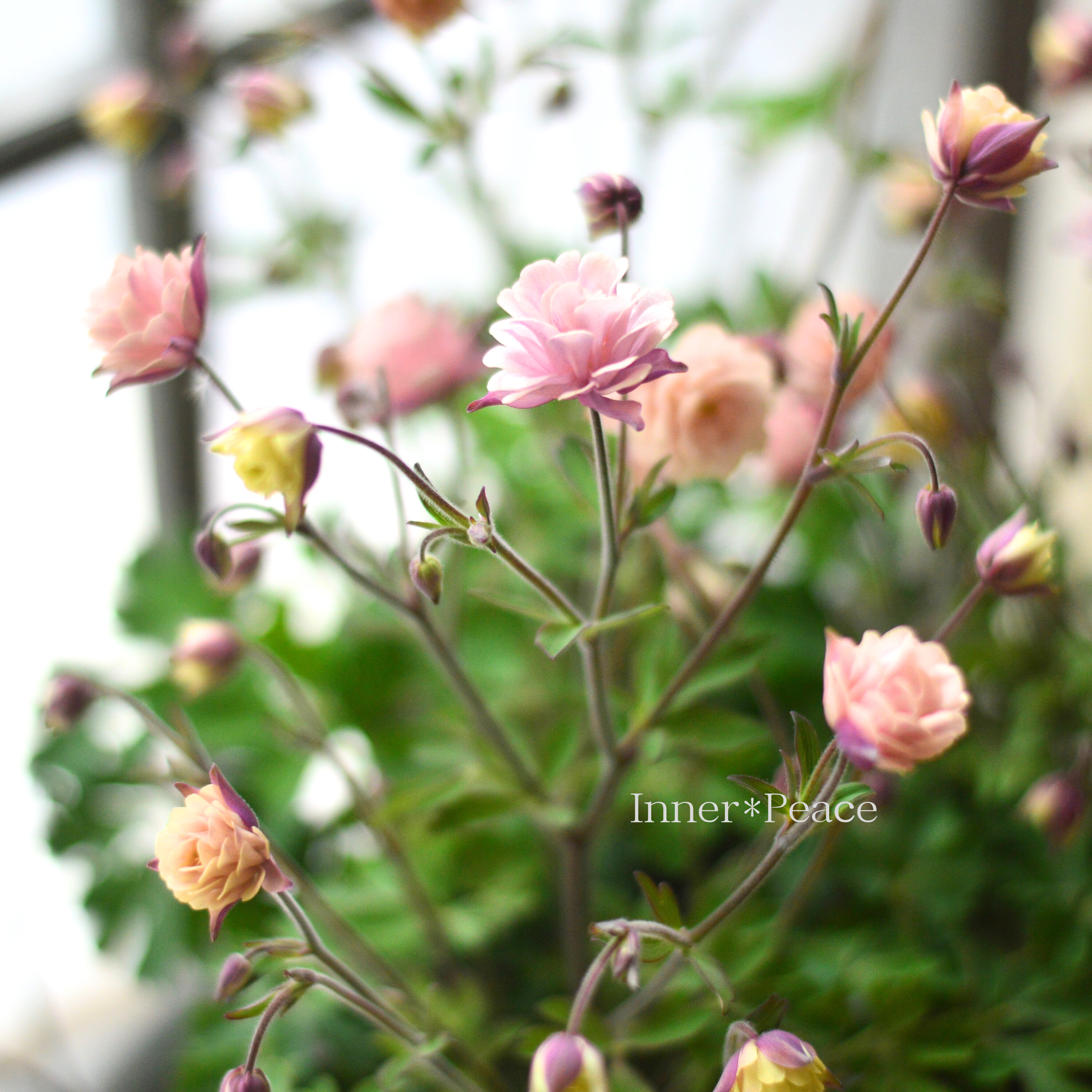 【tef*tef*さんオリジナル】 八重咲きオダマキ 『クラシカルセピア』 3.5寸ロングPOT