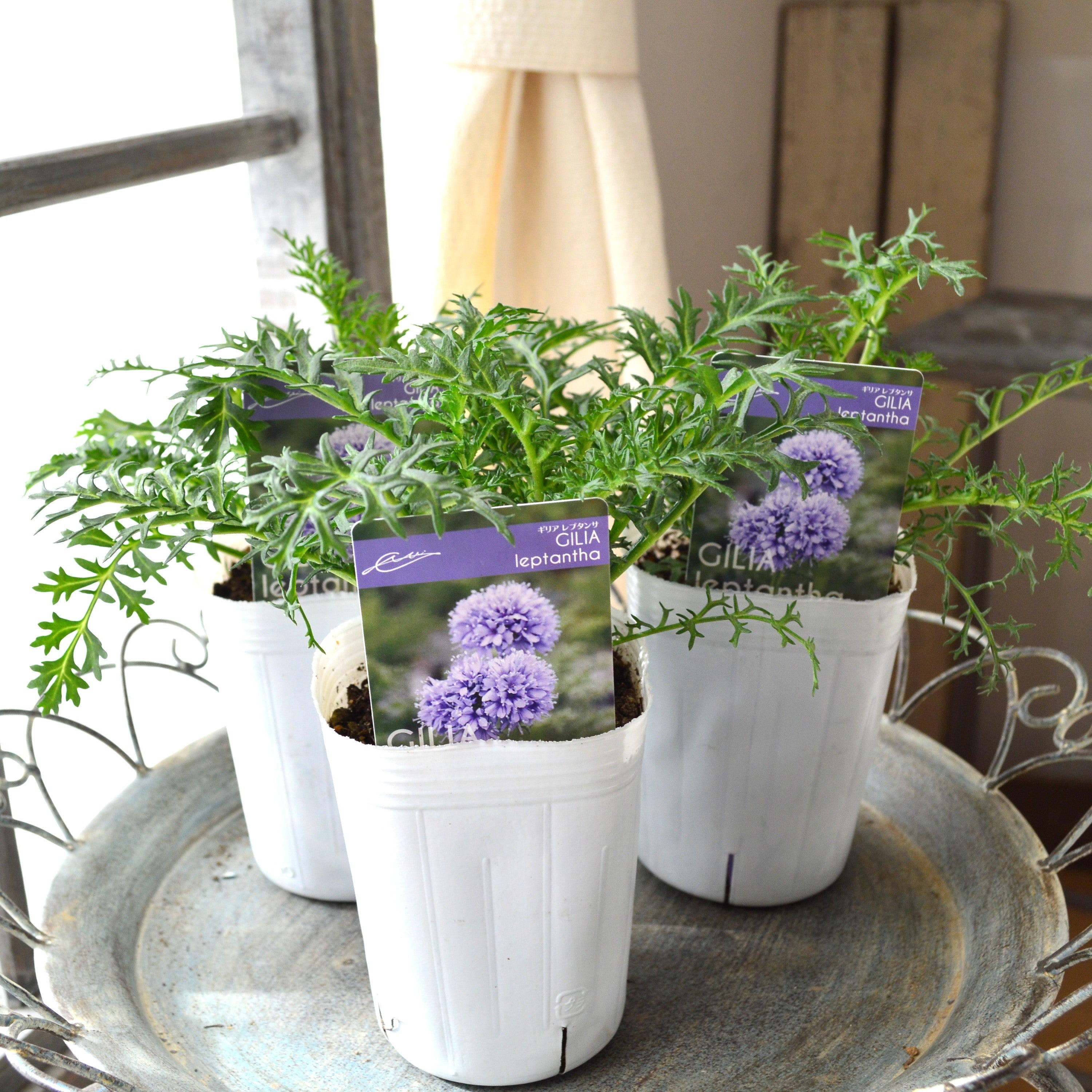 【美しい】 ギリア 『レプタンサ』 植え込み用 3寸POT
