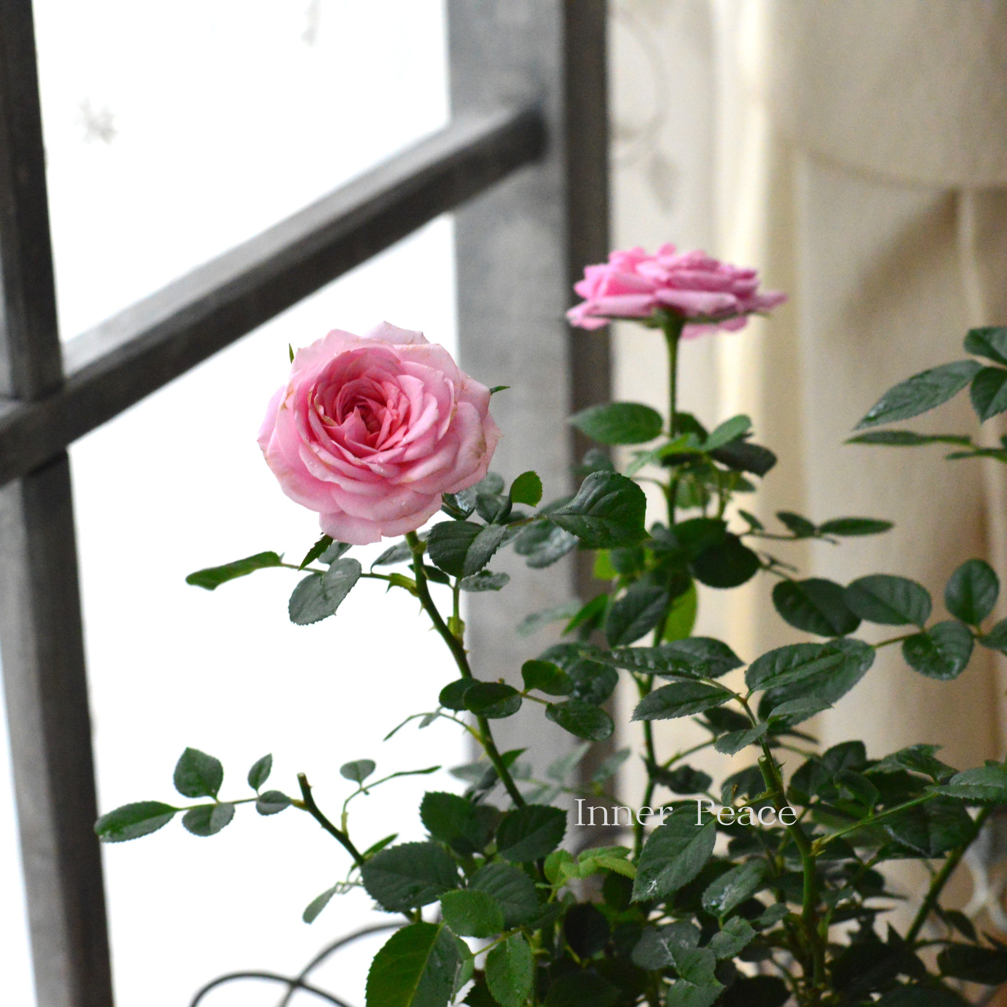 【分割できる】 ミニ薔薇 『コルダナ・エリジウム』 3寸POT