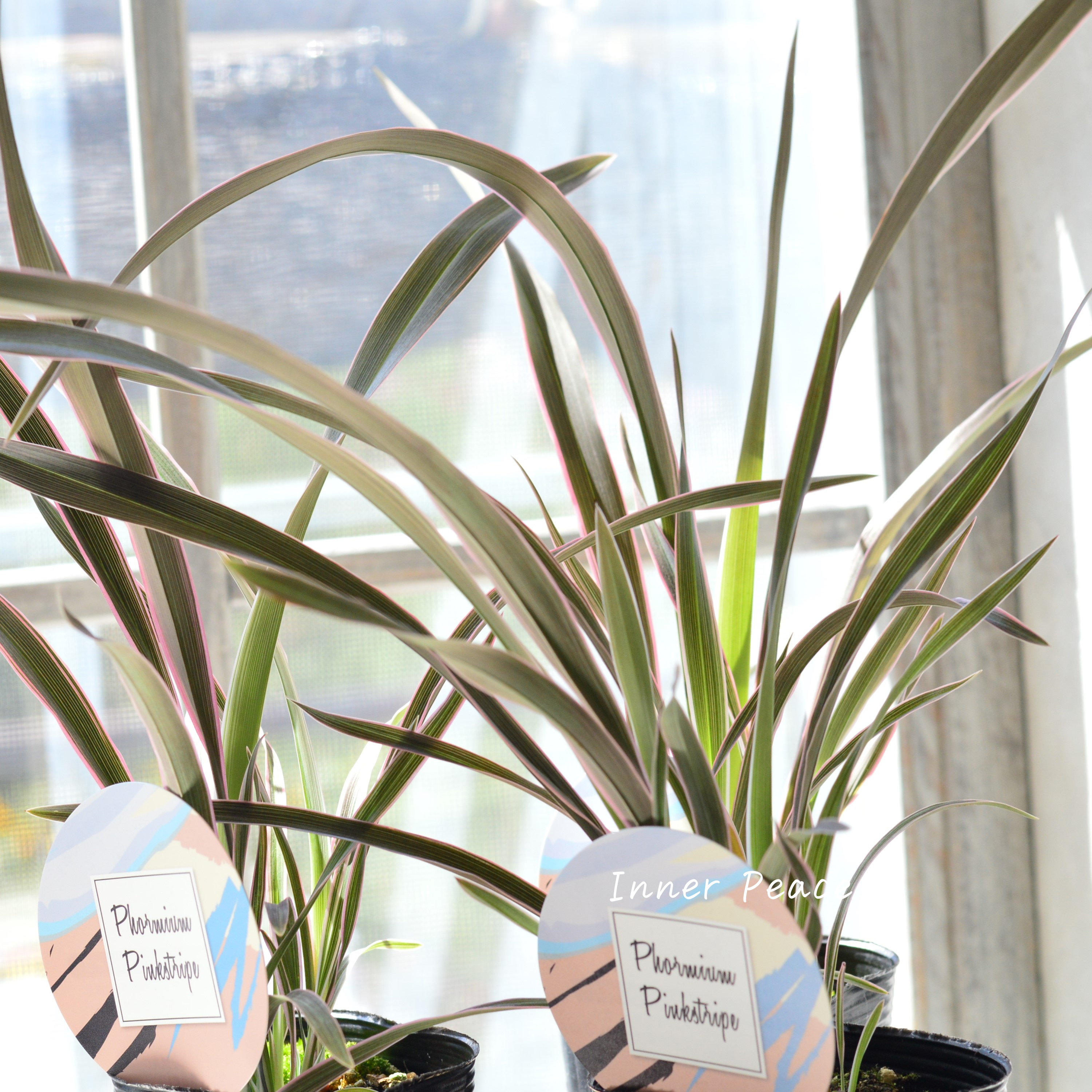 【人気】 ニューサイラン 『ピンクストライプ』 3寸ロングPOT