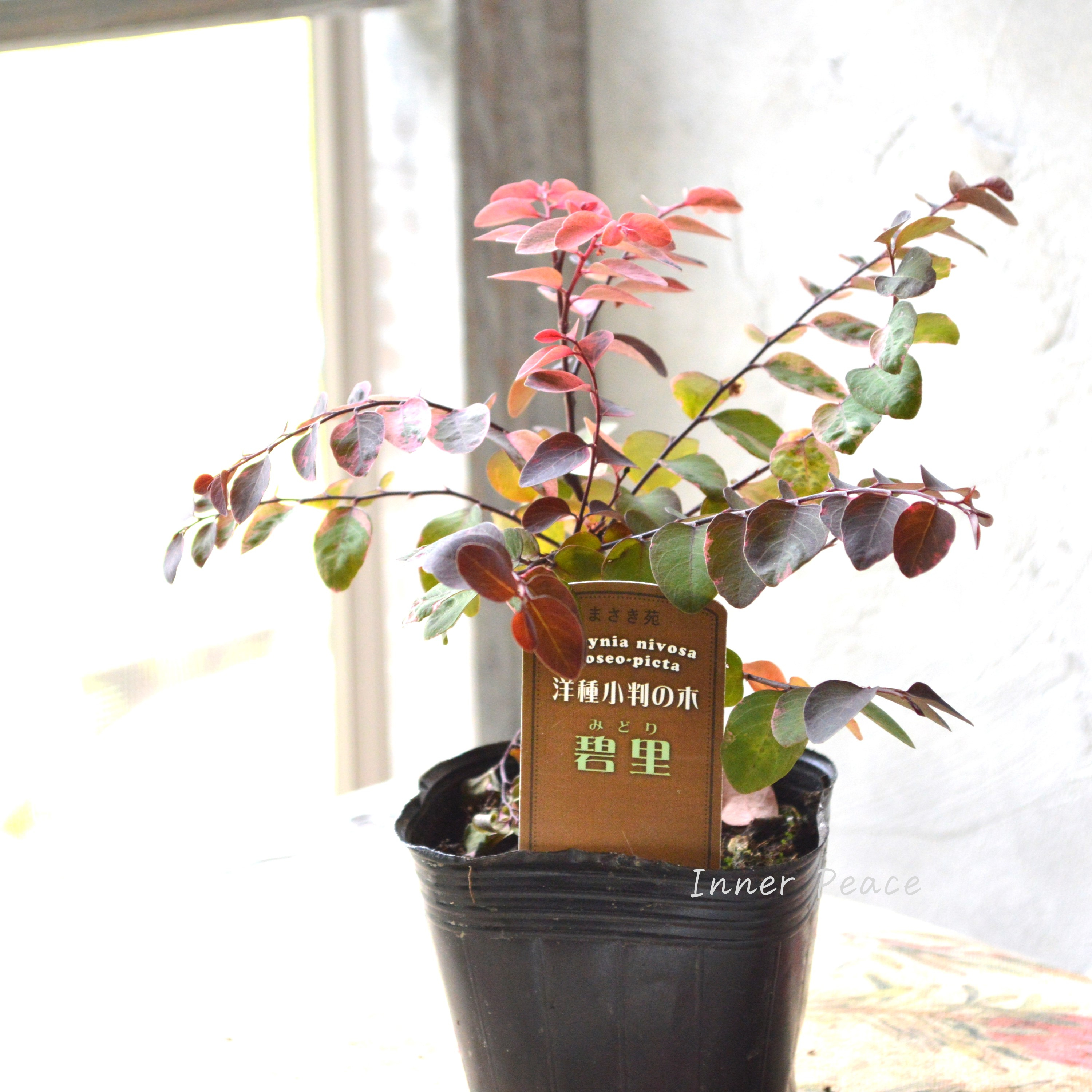 【希少】 ヨウシュコバンノキ(洋種小判の木)『碧里ーみどりー』 3寸POT