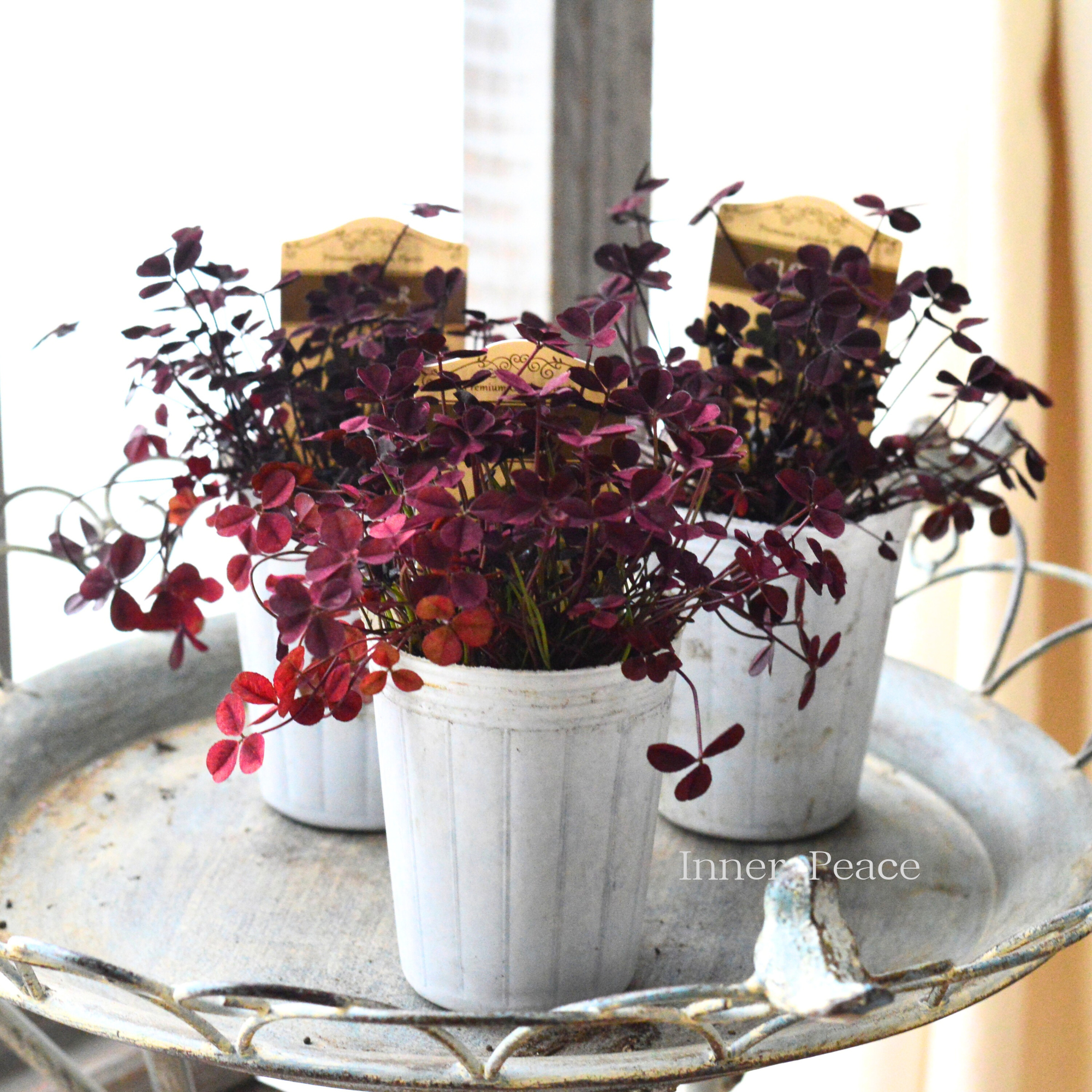 【寄せ植えに】 プリンセスクローバー 『ウイリアム』 2.5寸ロングPOT