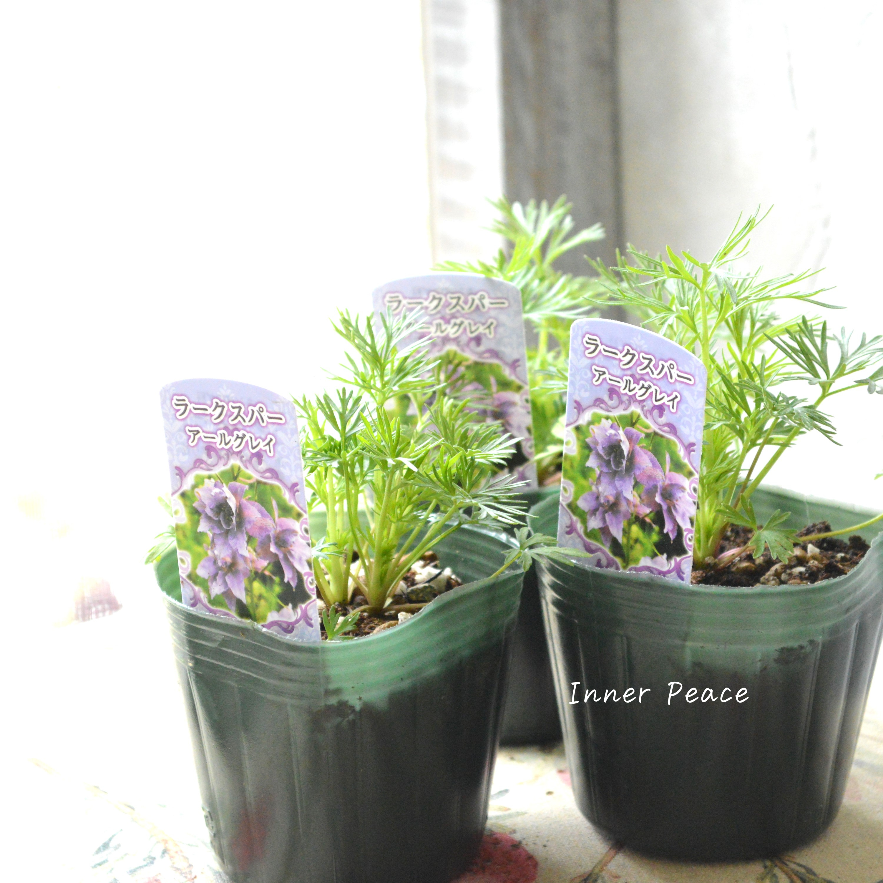 【人気】 ラークスパー 『アールグレイ』 3寸POT