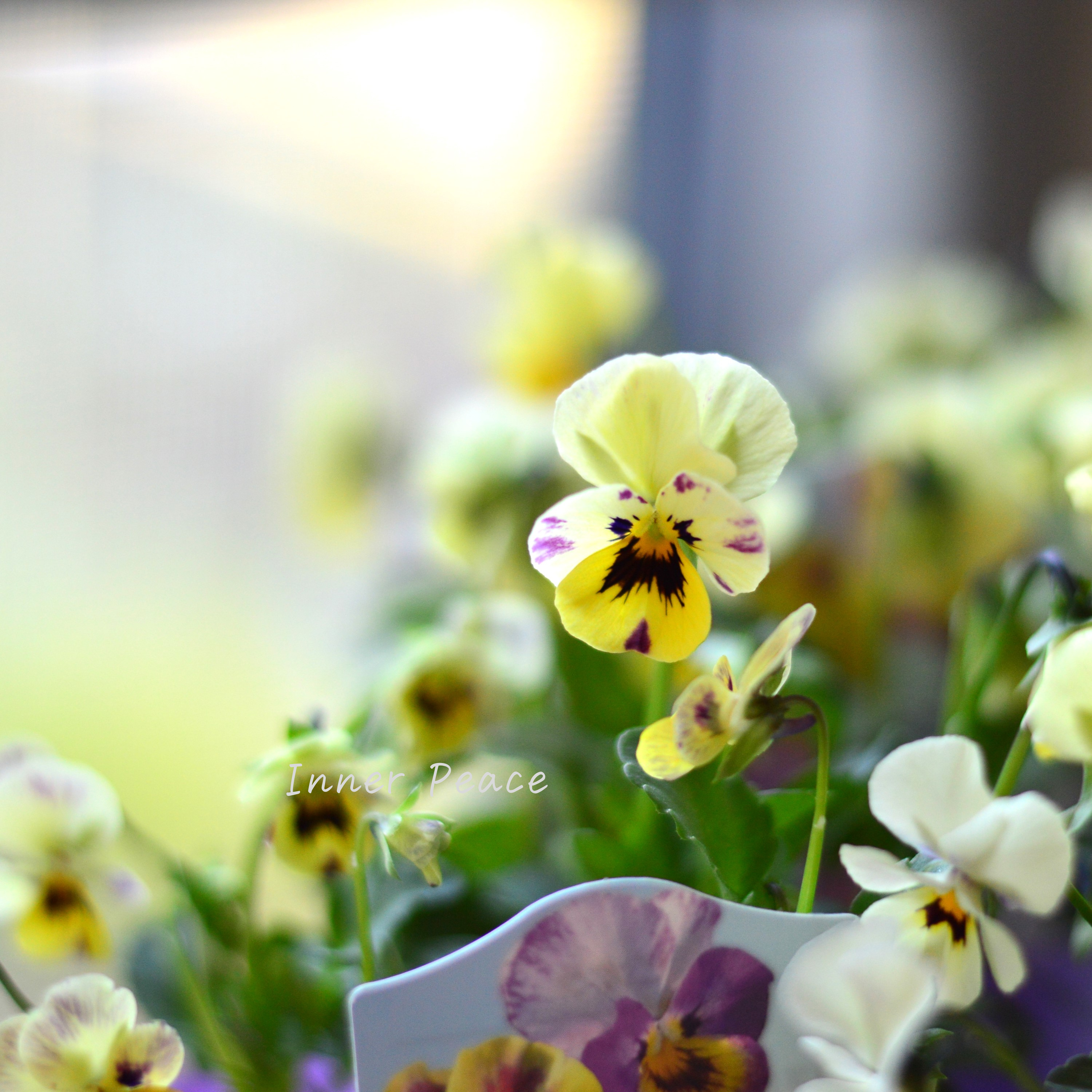 【花夢園芸さん】 ビオラ 『菜七子・Bタイプ』 3寸ロングPOT