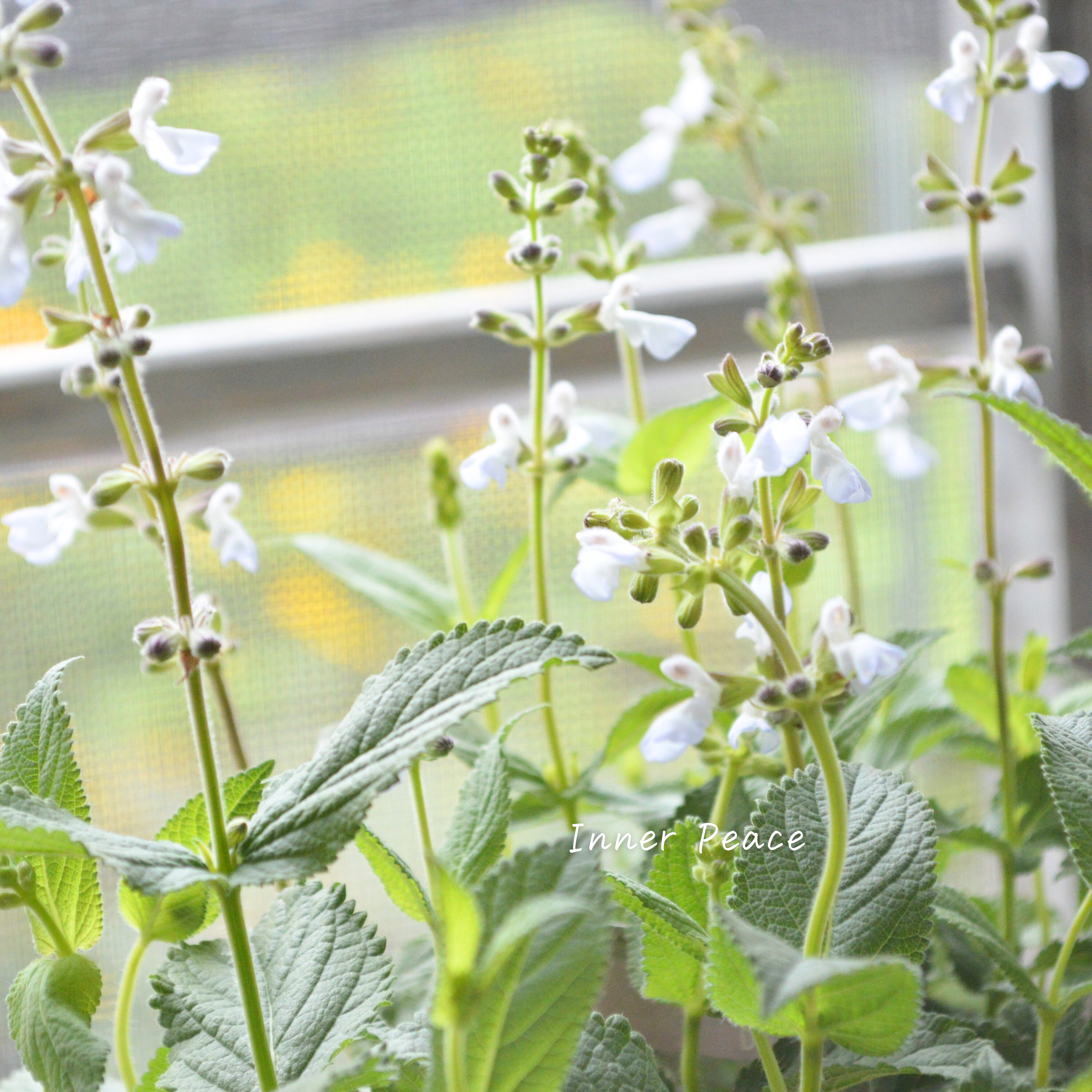 【宿根】 サルビア 『ドゥリフォリア』 3寸ロングPOT