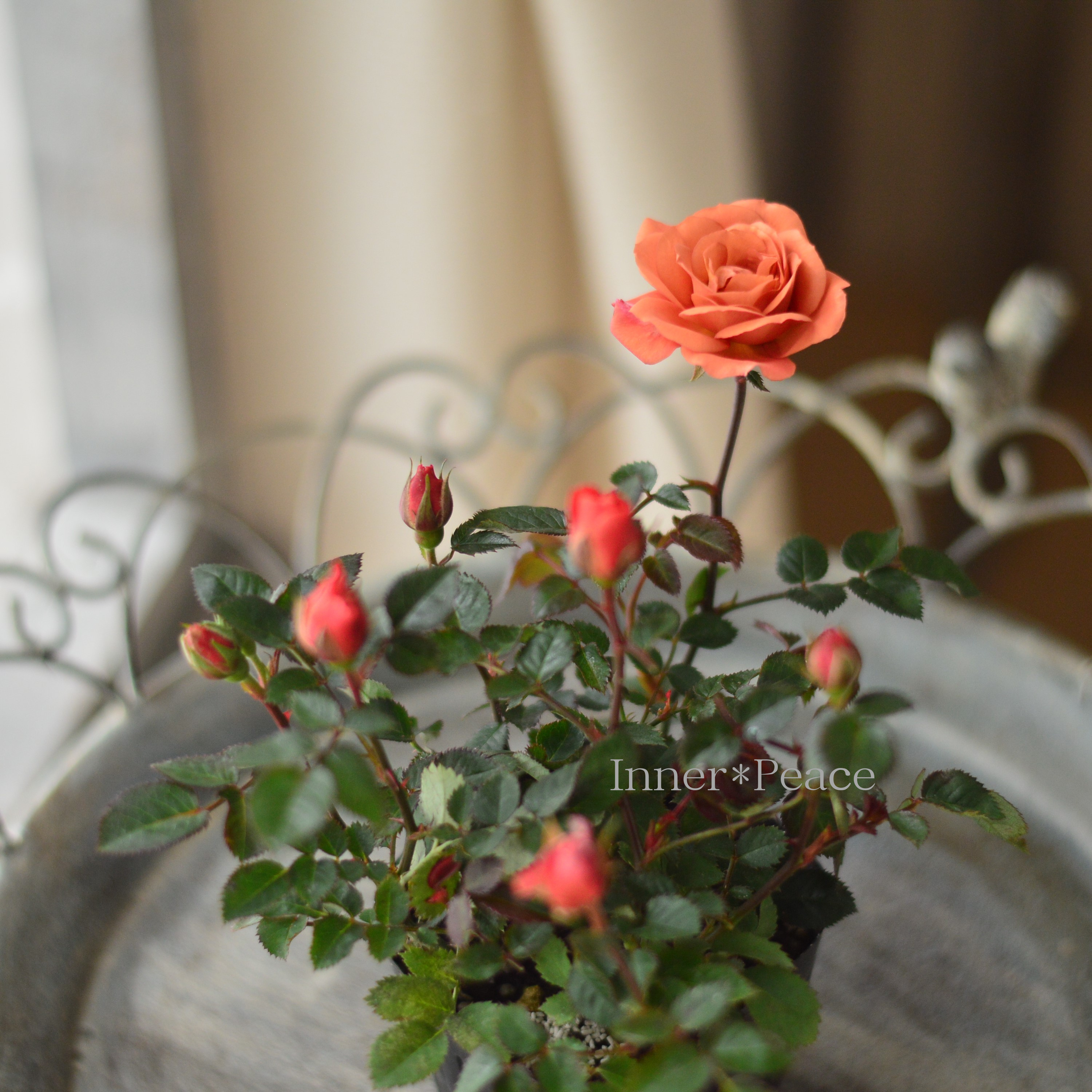 【人気】 ミニ薔薇 『テディベア』 3.5寸POT