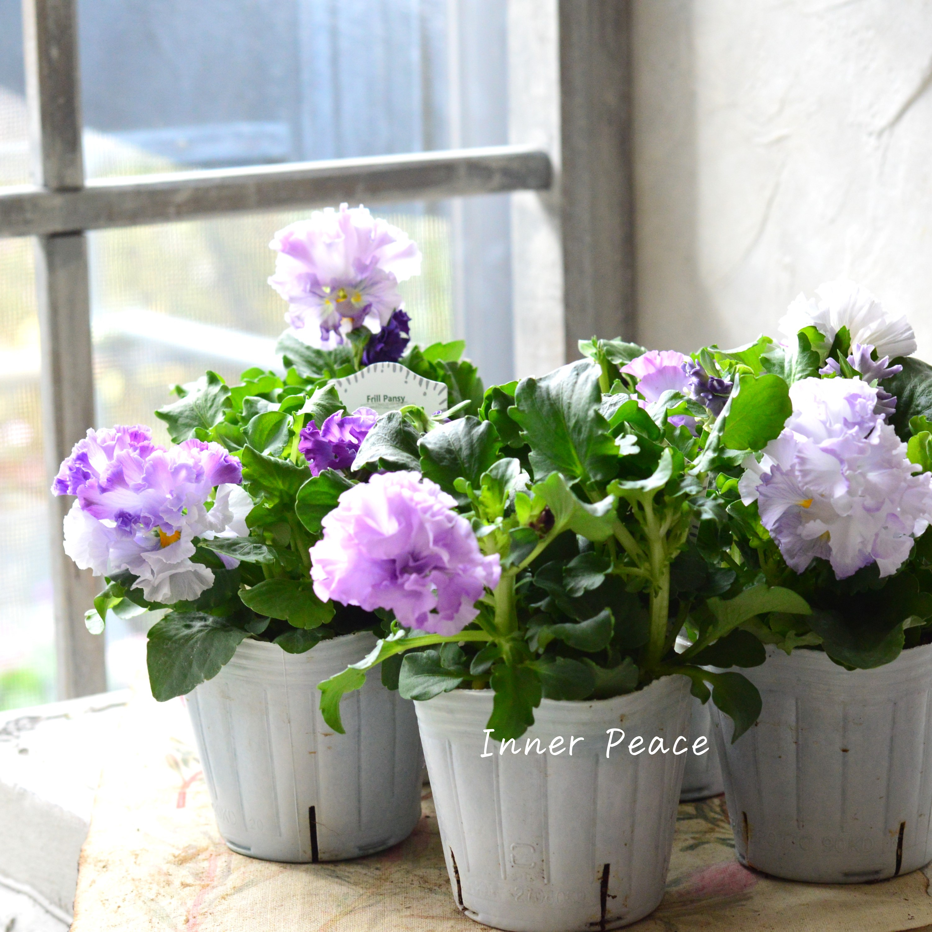 【湘南Berryさん】 フリルパンジー 『シュガーボンボン・パープル系』 3寸POT