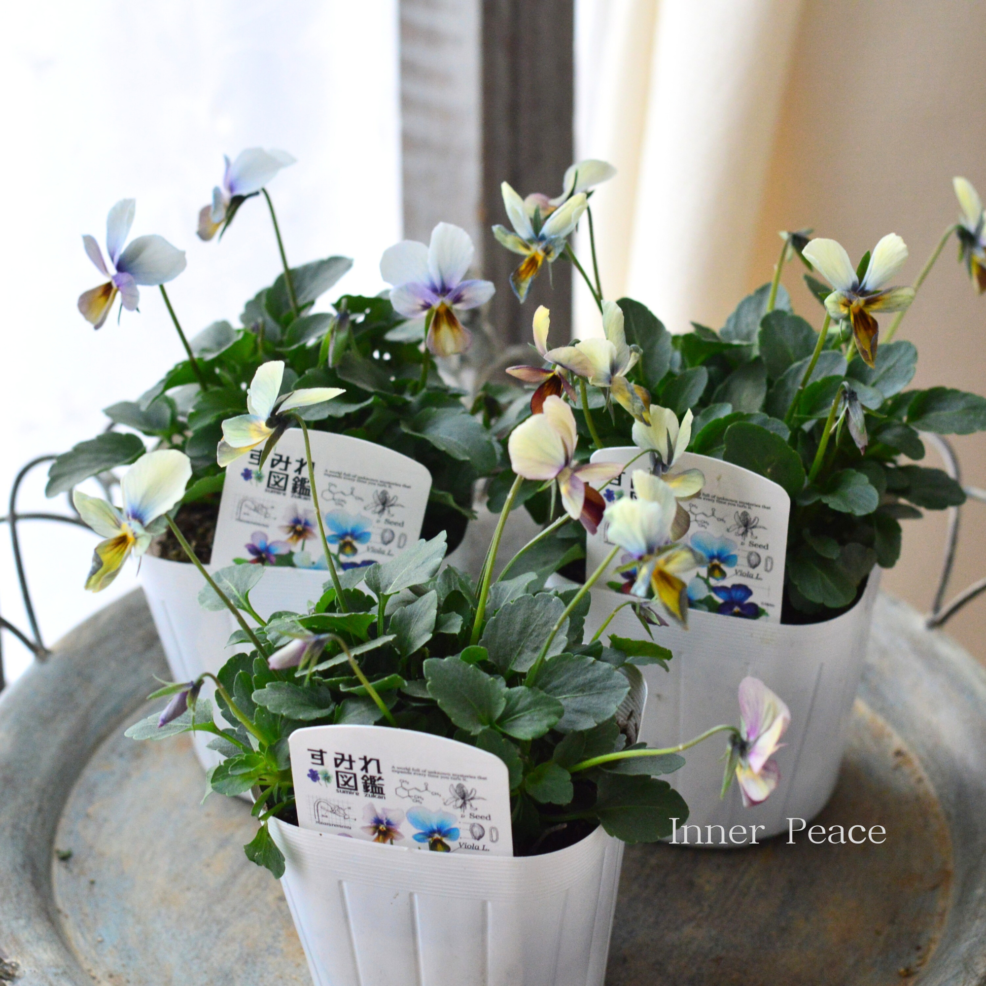 希少】 おひとり様1苗限定 ビオラ 『すみれ図鑑』 3.5寸POT 希少】 おひとり様1苗限定 ビオラ 『すみれ図鑑』 3.5寸POT