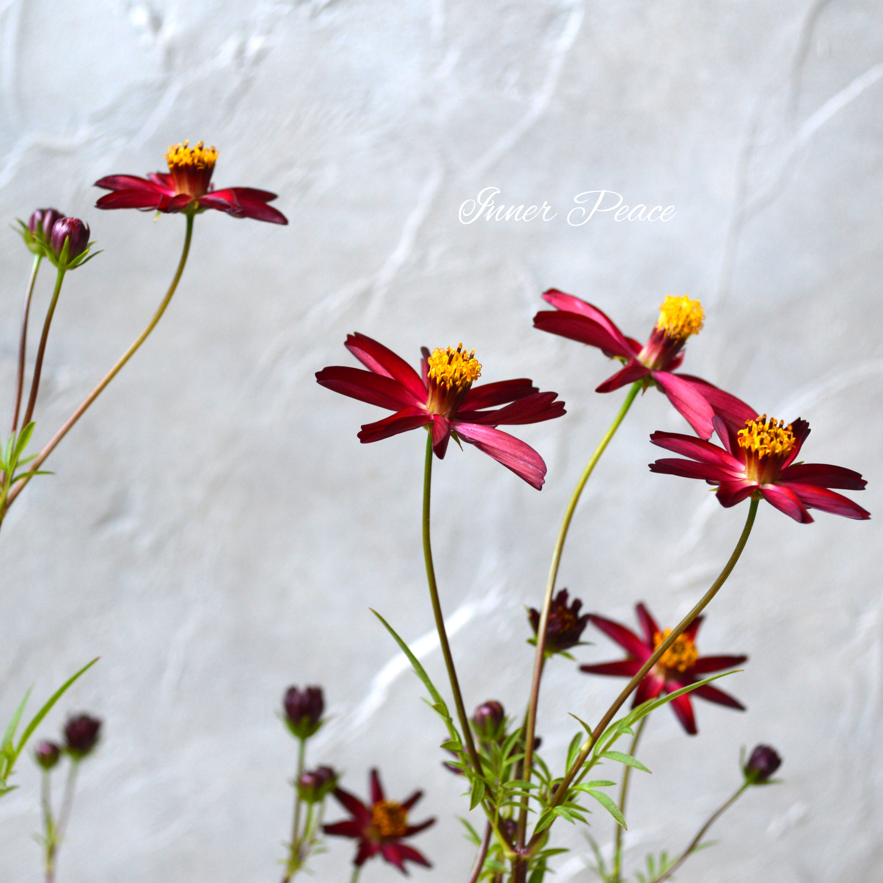 【美しい】 チョコレートコスモス 『赤とんぼ』 3寸ロングPOT