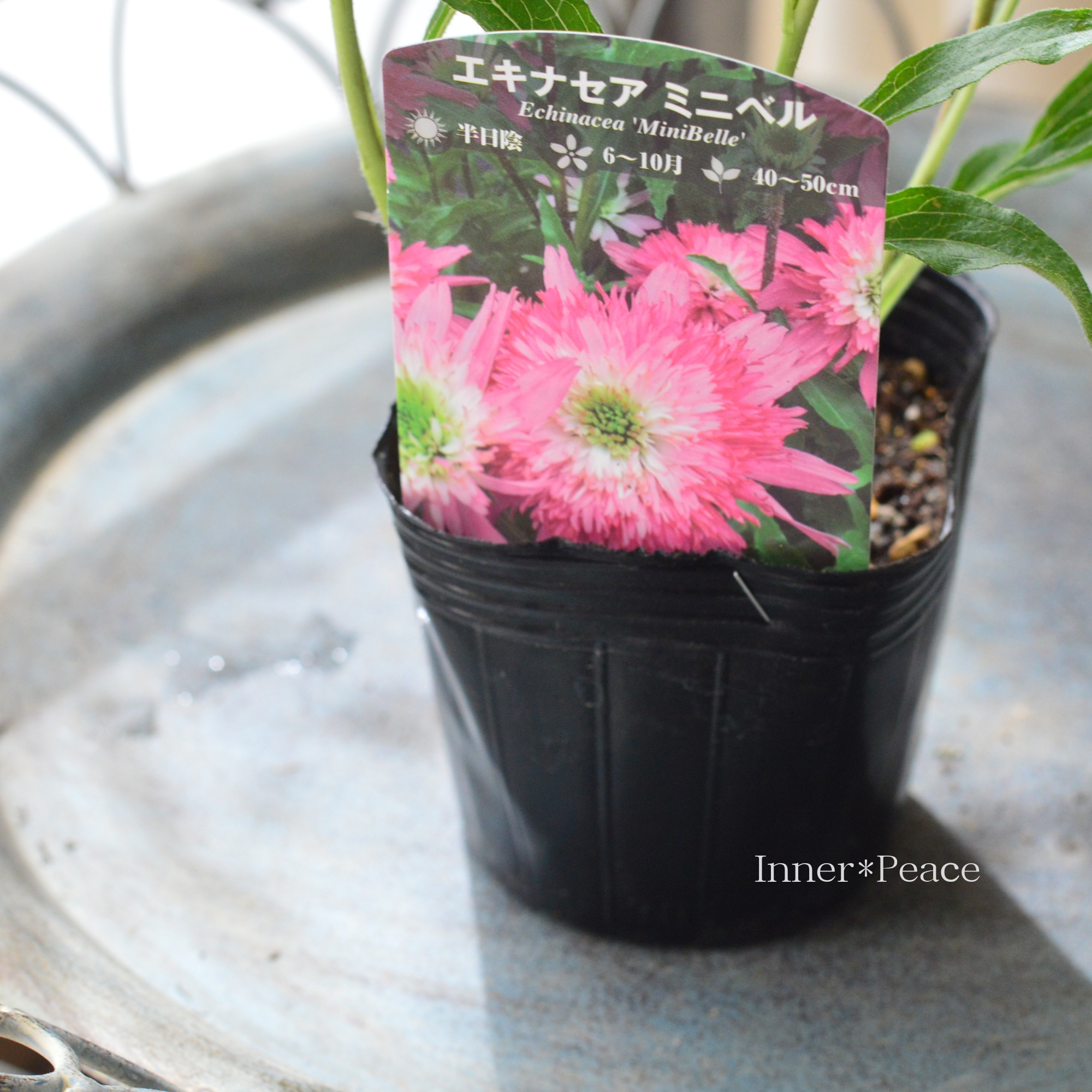 【暑さ寒さに強い】 エキナセア 『ミニベル』 3寸POT
