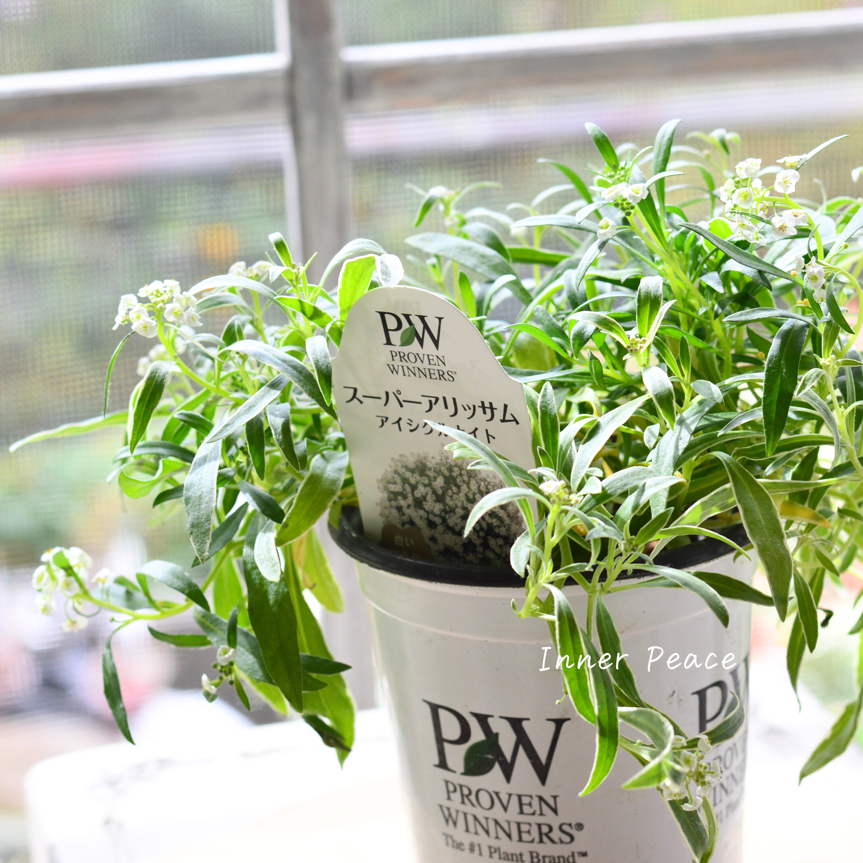 【PWさん】 2024New! スーパーアリッサム 『アイシクルナイト』 3.5寸硬質POT