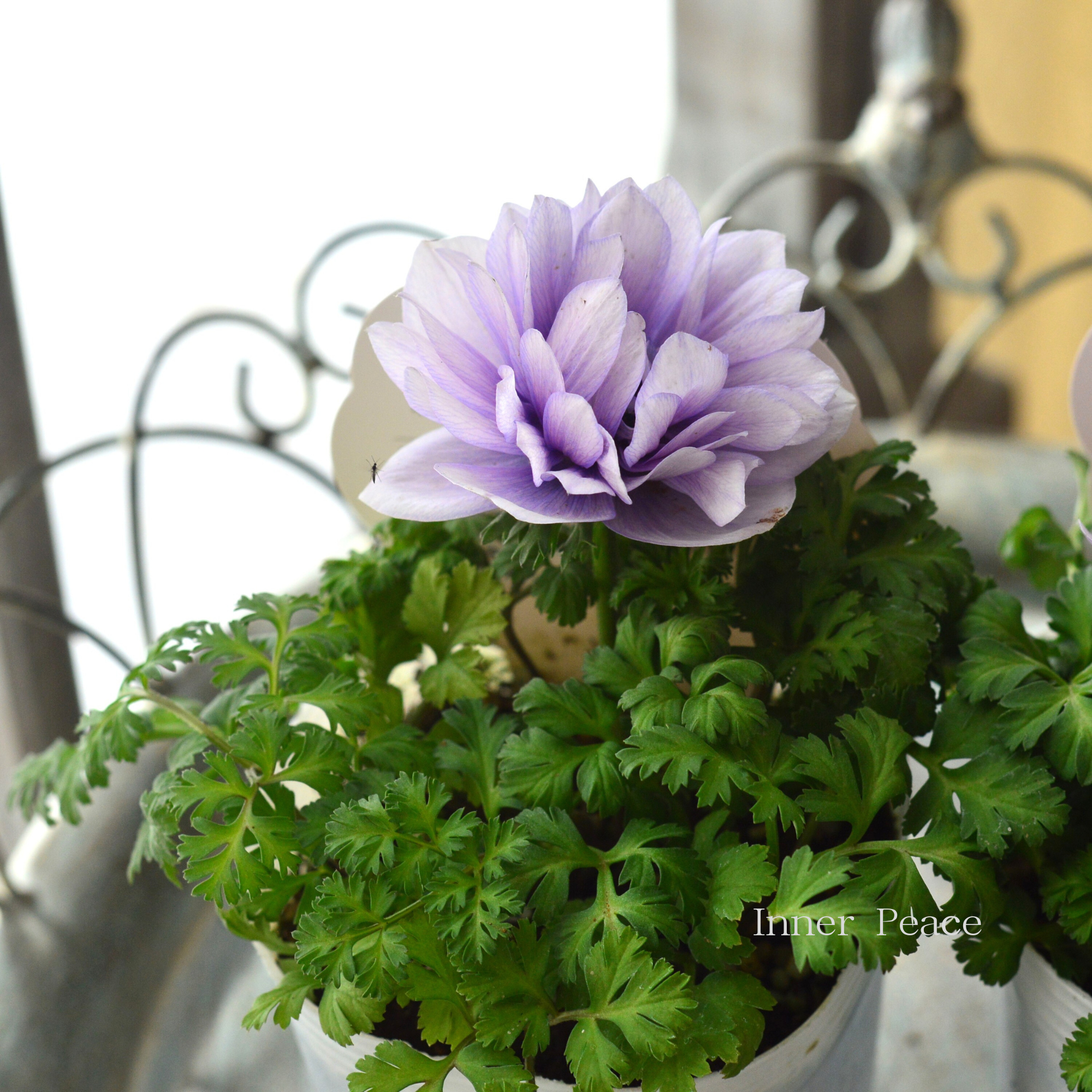 【神花園さんオリジナル】 八重咲きアネモネ 『シフォンダブル・パープル系』 3.5寸POT