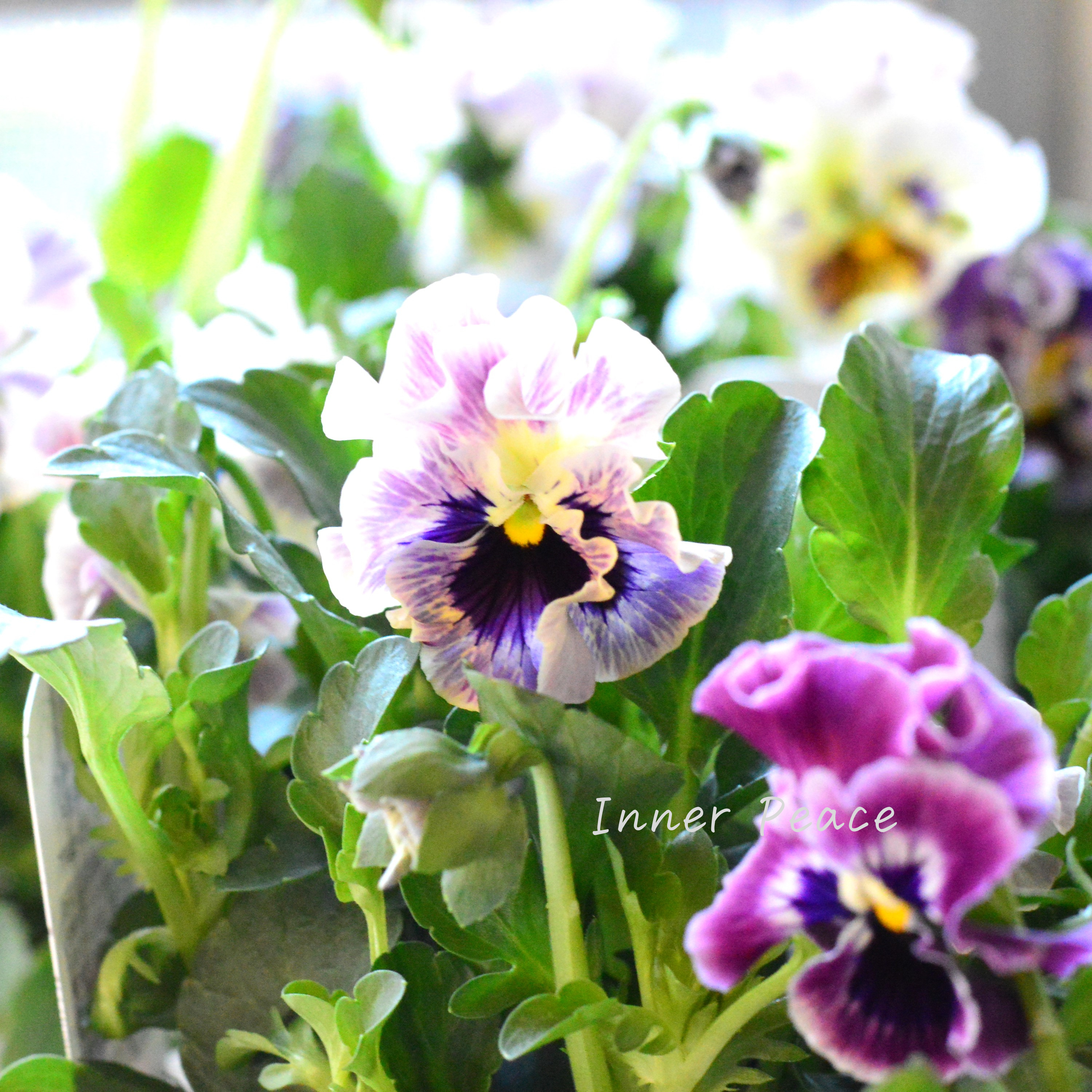 【花日和さんオリジナル】 フリル咲きパンジー 『ファルダ』 3.5寸POT