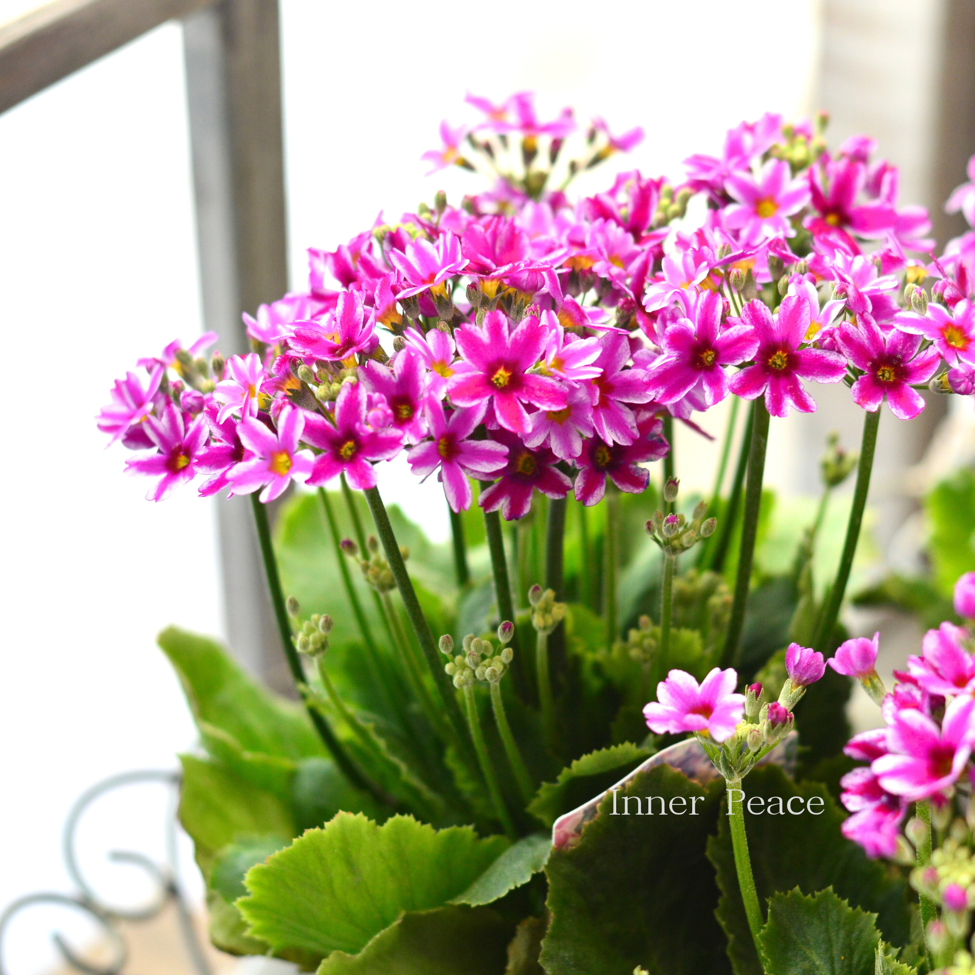 【星咲き】 プリムラ マラコイデス 『エトワール・濃いピンク系』 3.5寸POT