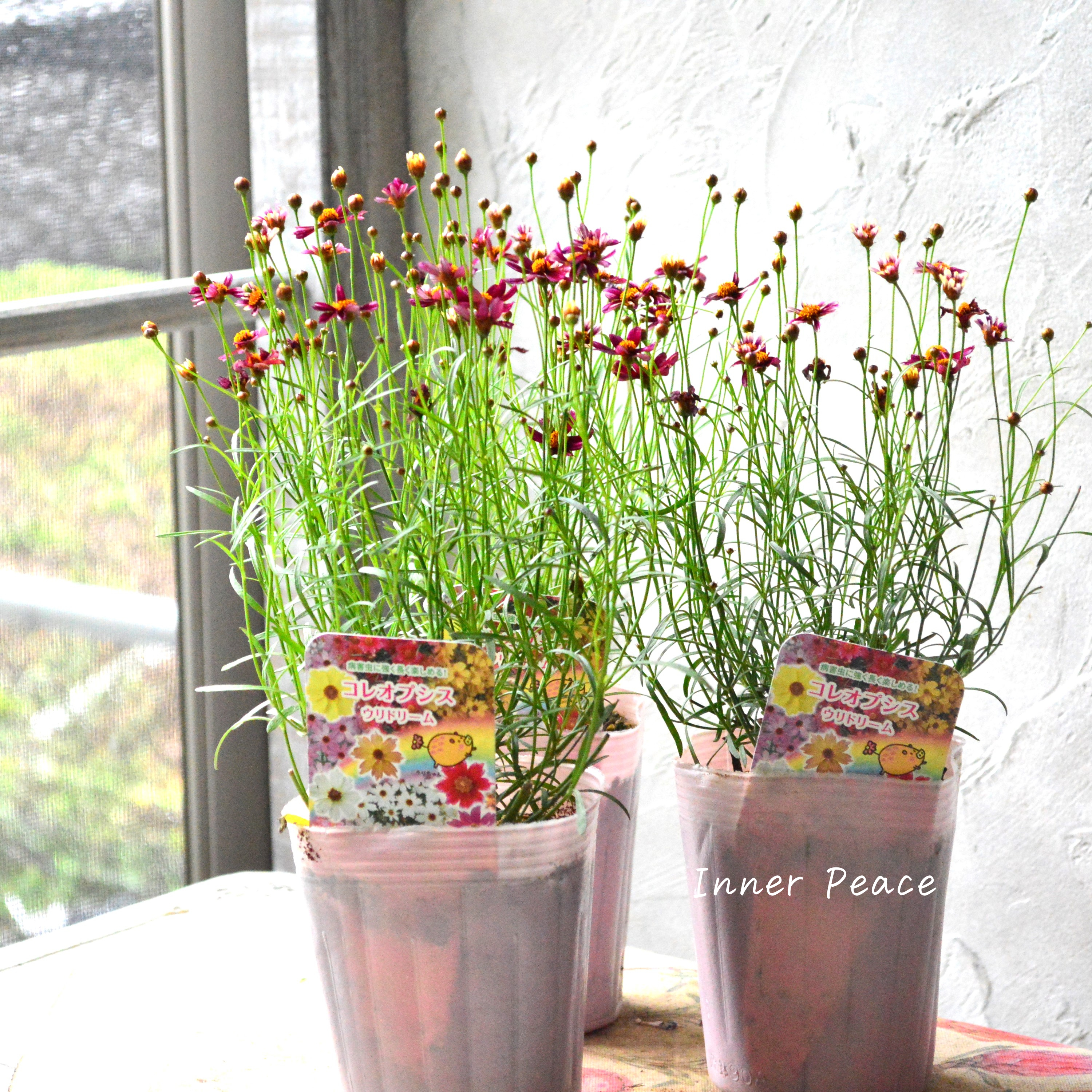 【アンティーク色】コレオプシス『ウリドリーム・ルージュ』 3寸POT