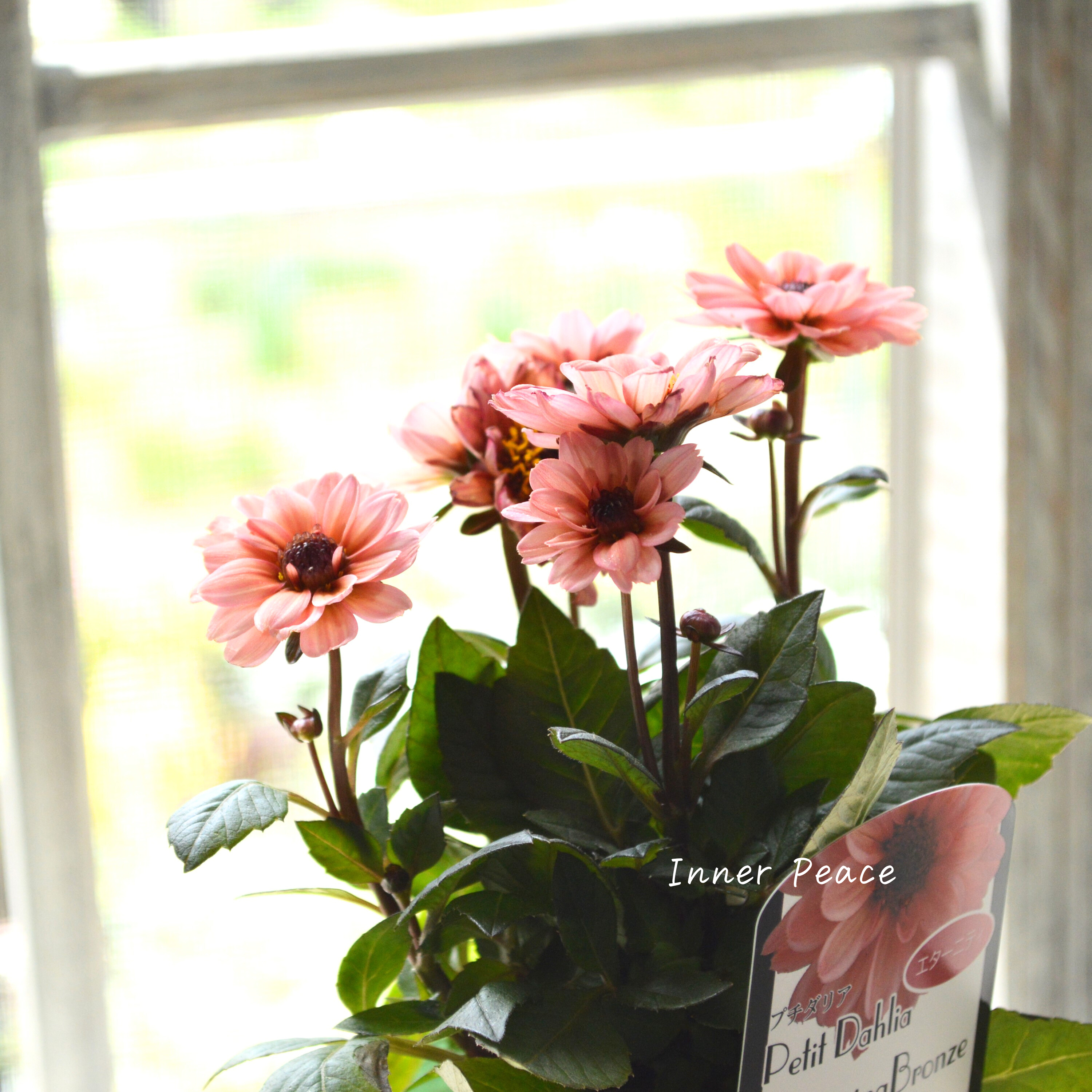 【宿根】 プチダリア・ハミングブロンズ 『エタニティ』 3.5寸POT