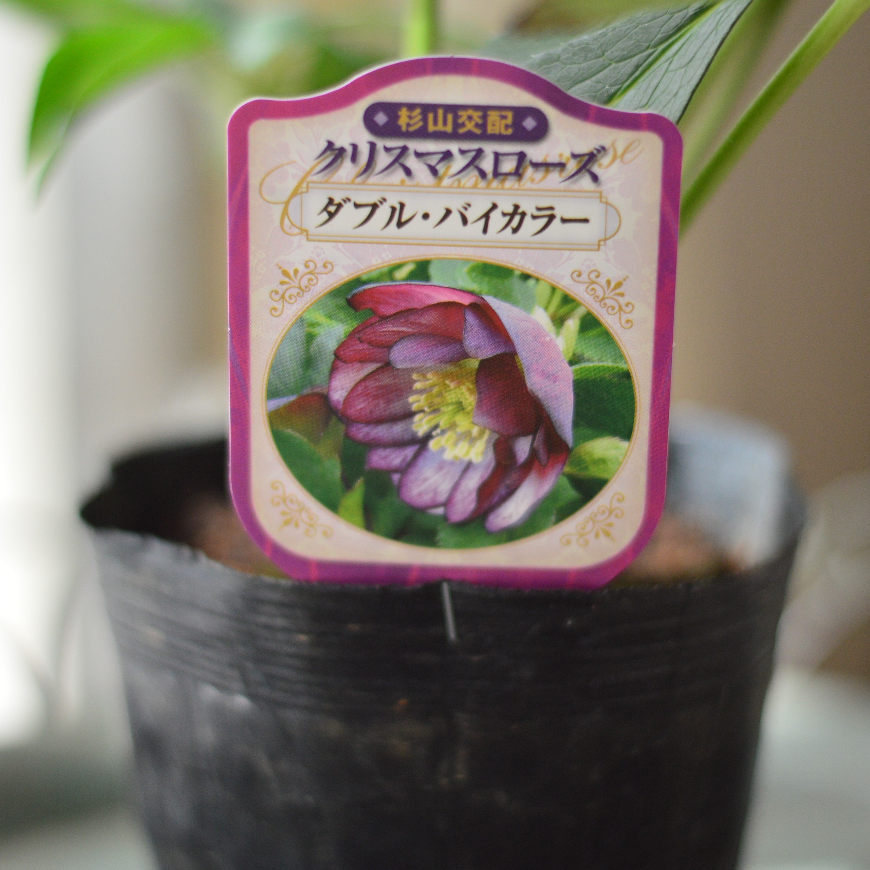 【杉光園芸さん】 クリスマスローズ 『ダブル・バイカラー』 4寸POT